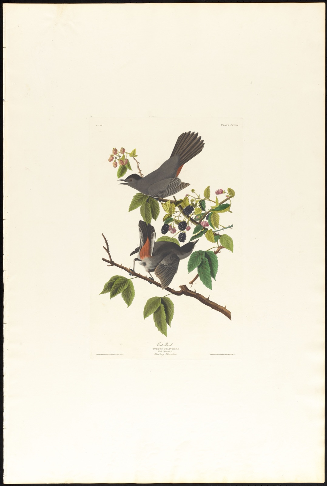 Cat bird — Audubon, John James, 1785-1851 (Artist); Havell, Robert, 1793-1878 (Engraver)