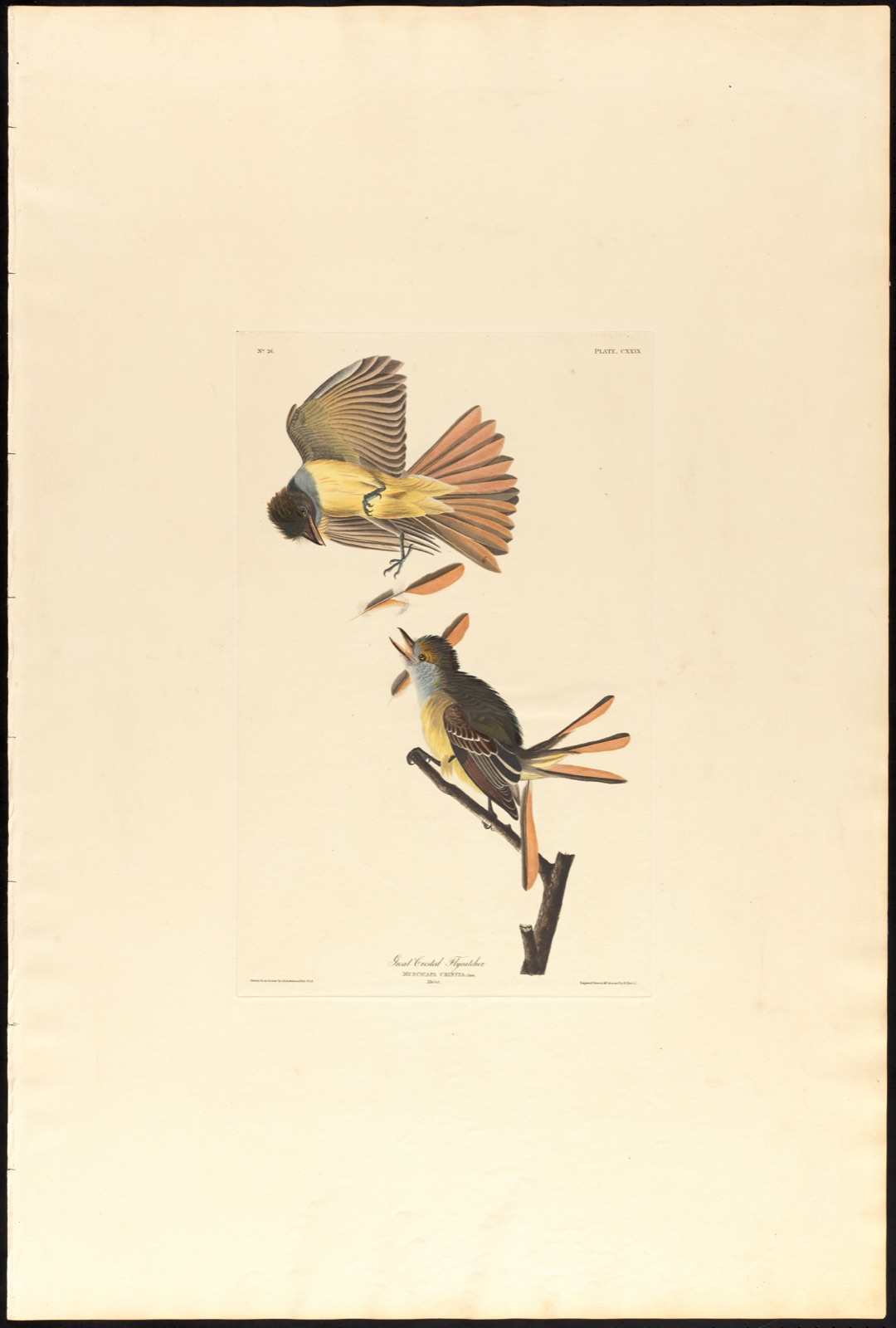 Great crested flycatcher — Audubon, John James, 1785-1851 (Artist); Havell, Robert, 1793-1878 (Engraver)