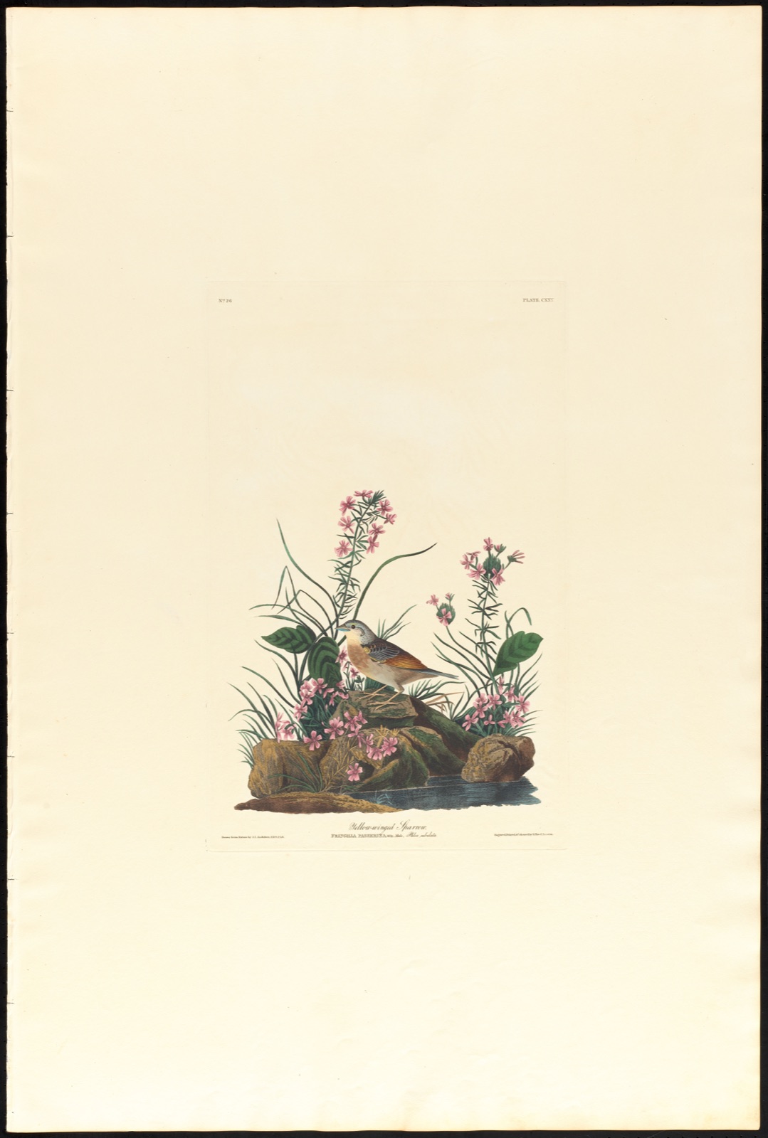 Yellow-winged sparrow — Audubon, John James, 1785-1851 (Artist); Havell, Robert, 1793-1878 (Engraver)