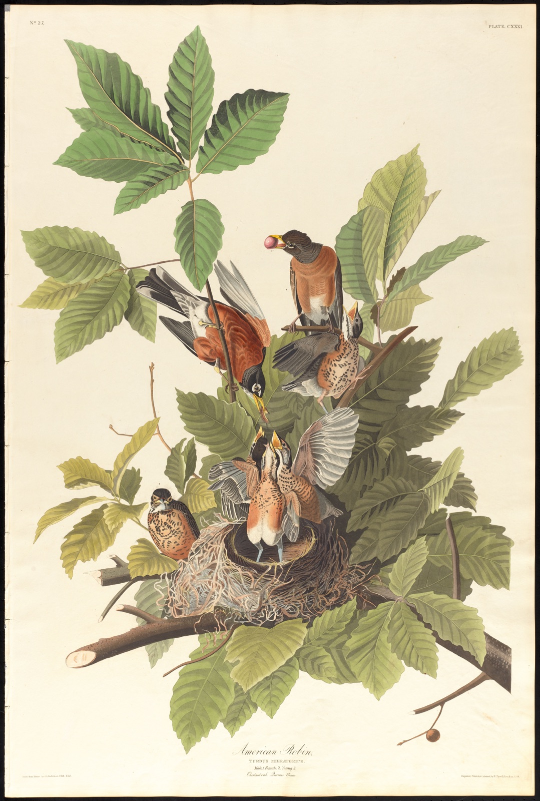 American robin — Audubon, John James, 1785-1851 (Artist); Havell, Robert, 1793-1878 (Engraver)