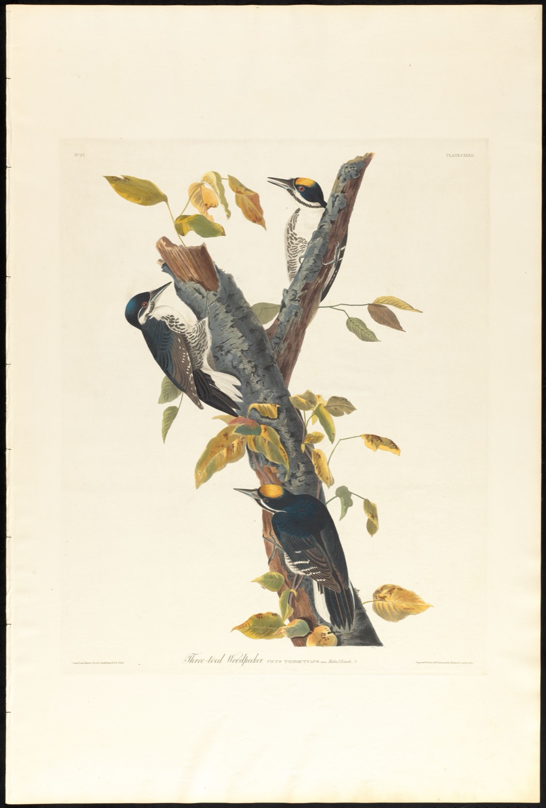 Three-toed woodpecker — Audubon, John James, 1785-1851 (Artist); Havell, Robert, 1793-1878 (Engraver)