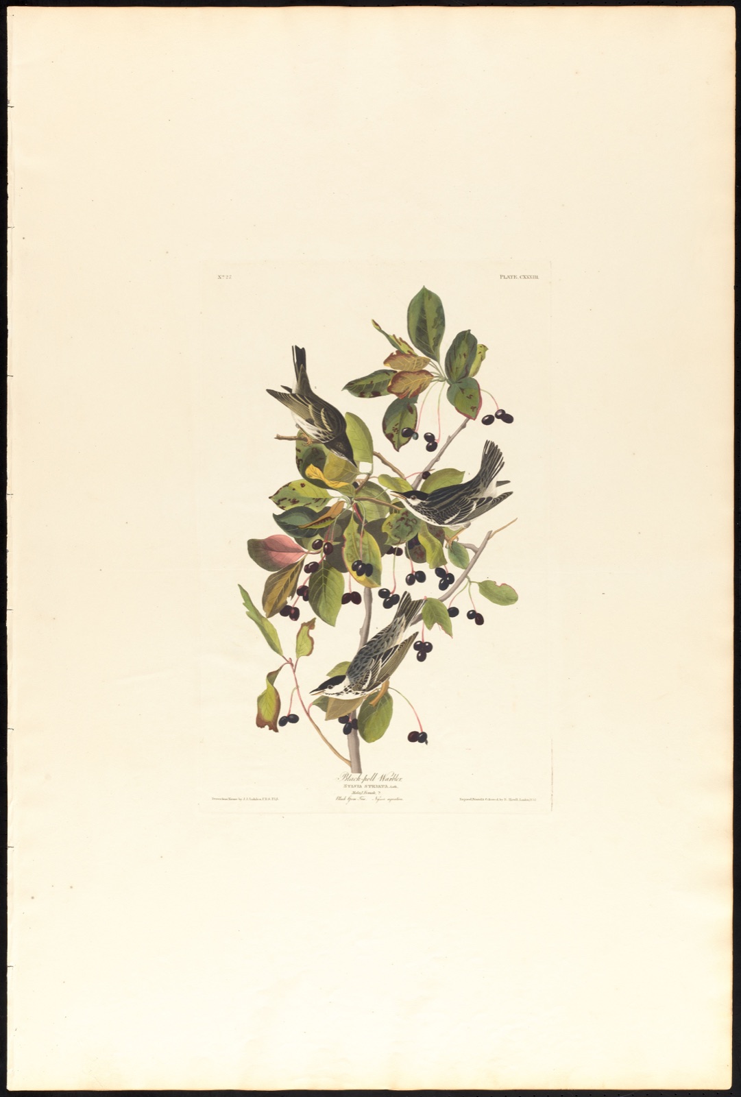 Black-poll warbler — Audubon, John James, 1785-1851 (Artist); Havell, Robert, 1793-1878 (Engraver)
