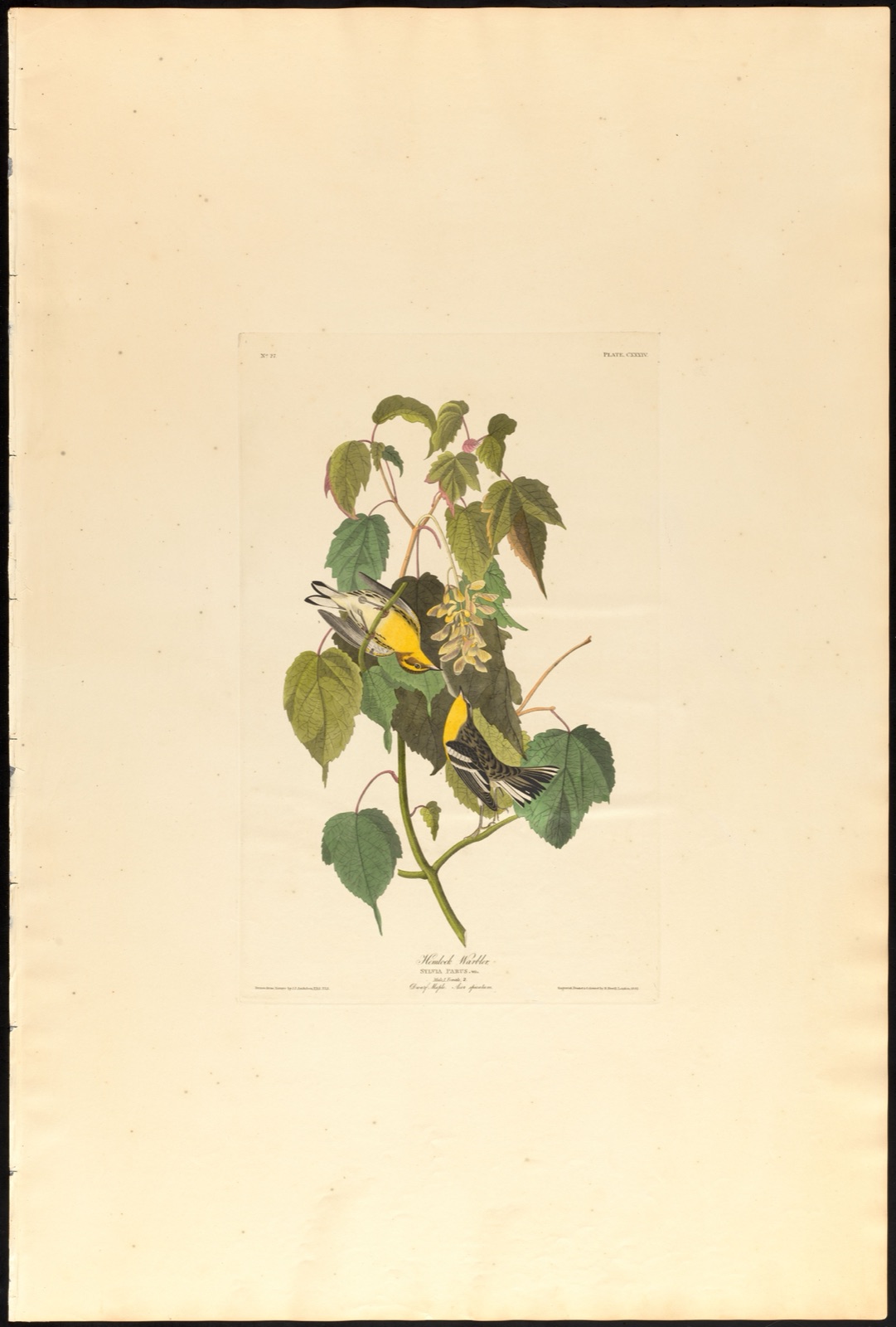 Hemlock warbler — Audubon, John James, 1785-1851 (Artist); Havell, Robert, 1793-1878 (Engraver)