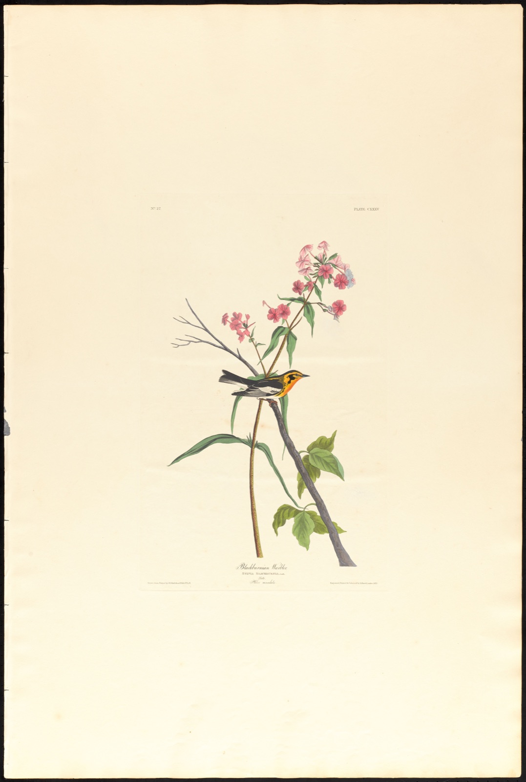 Blackburnian warbler — Audubon, John James, 1785-1851 (Artist); Havell, Robert, 1793-1878 (Engraver)