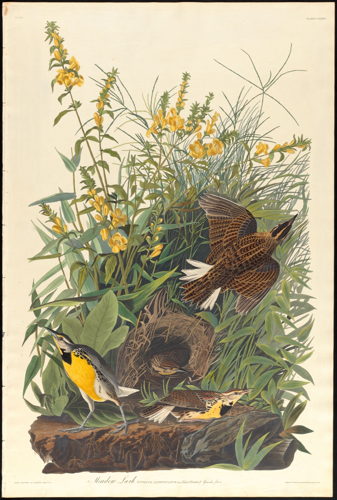 Meadow lark — Audubon, John James, 1785-1851 (Artist); Havell, Robert, 1793-1878 (Engraver)
