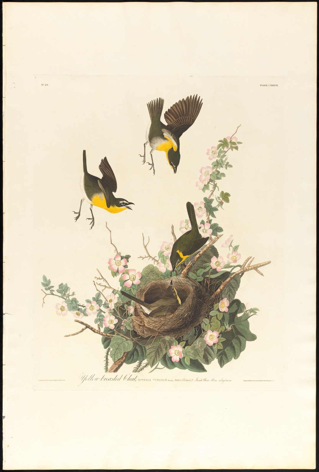 Yellow-breasted chat — Audubon, John James, 1785-1851 (Artist); Havell, Robert, 1793-1878 (Engraver)