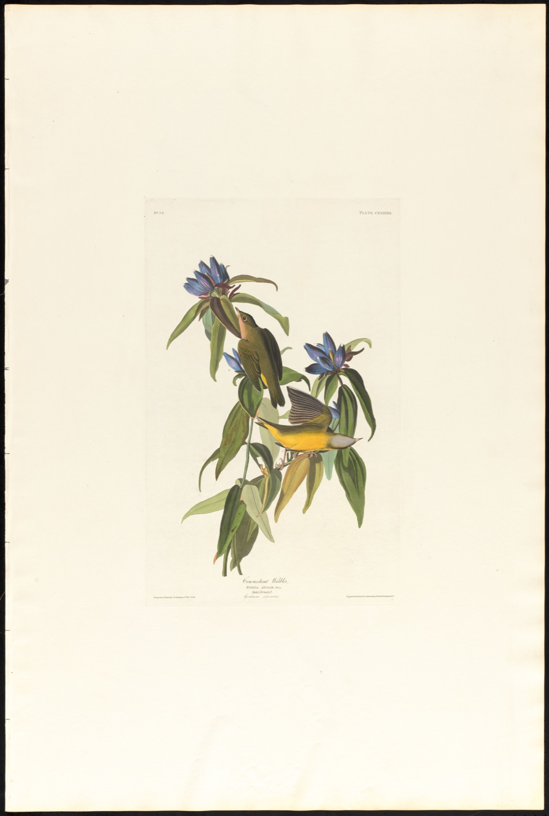 Connecticut warbler — Audubon, John James, 1785-1851 (Artist); Havell, Robert, 1793-1878 (Engraver)