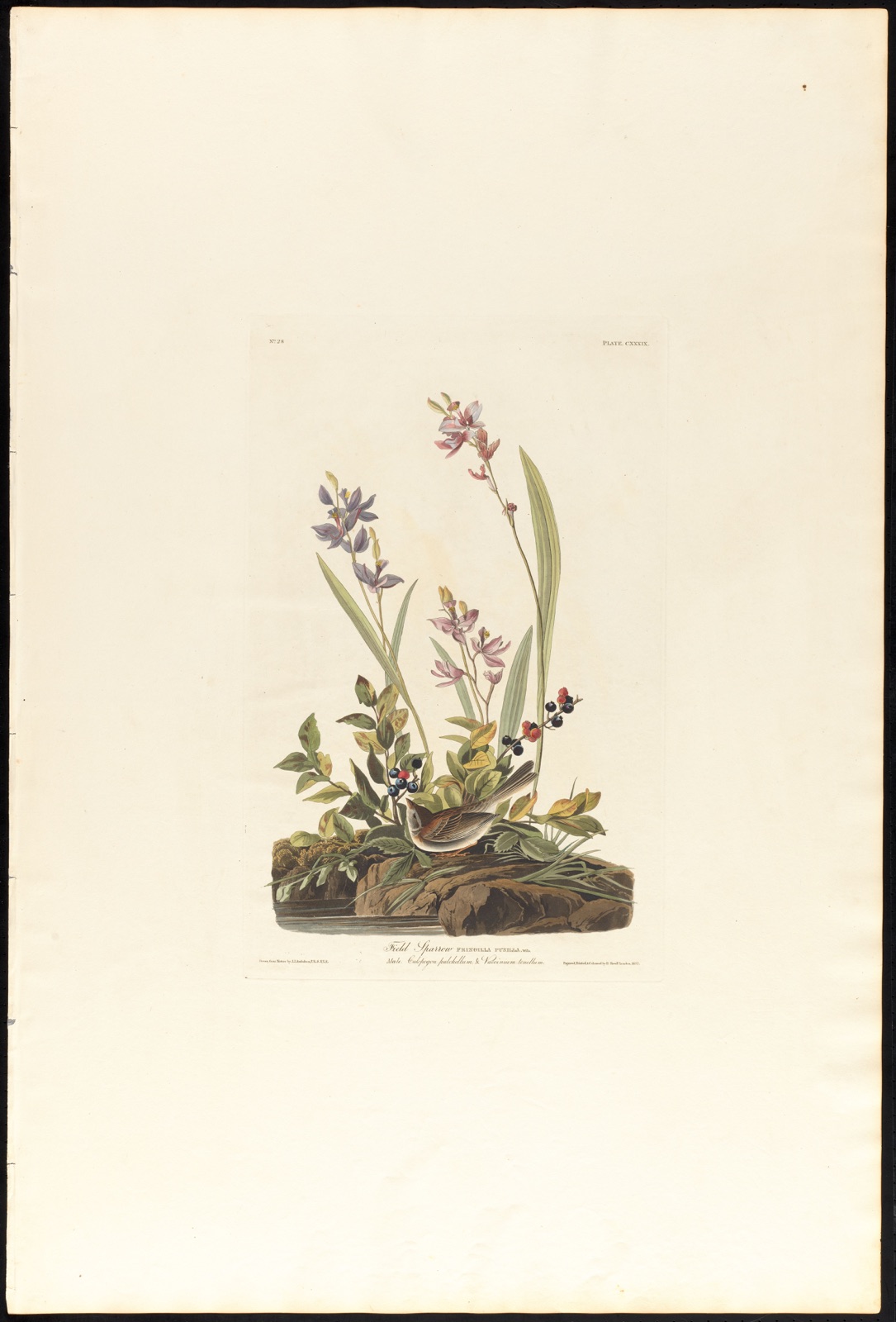 Field sparrow — Audubon, John James, 1785-1851 (Artist); Havell, Robert, 1793-1878 (Engraver)