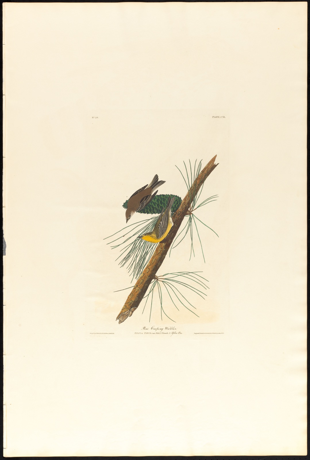 Pine creeping warbler — Audubon, John James, 1785-1851 (Artist); Havell, Robert, 1793-1878 (Engraver)