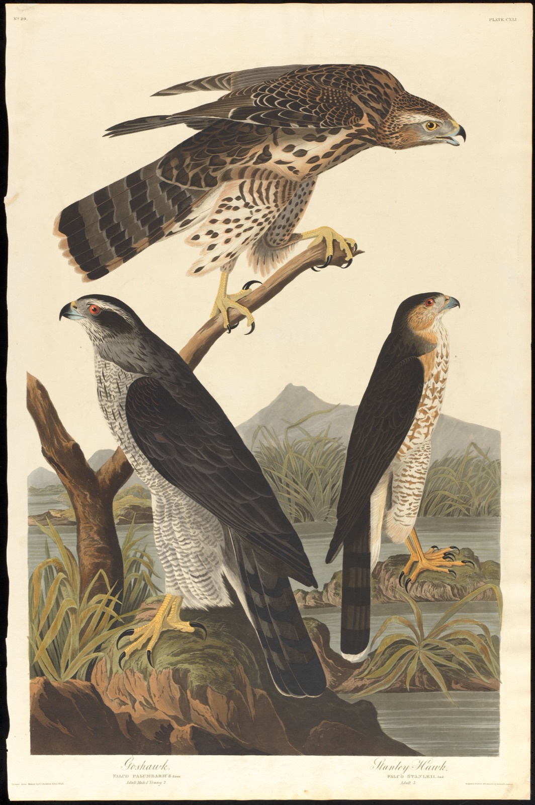 Goshawk, Stanley hawk — Audubon, John James, 1785-1851 (Artist); Havell, Robert, 1793-1878 (Engraver)