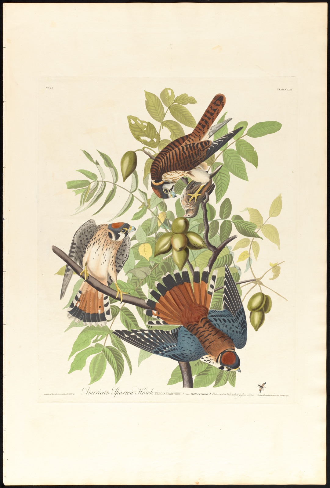 American sparrow hawk — Audubon, John James, 1785-1851 (Artist); Havell, Robert, 1793-1878 (Engraver)