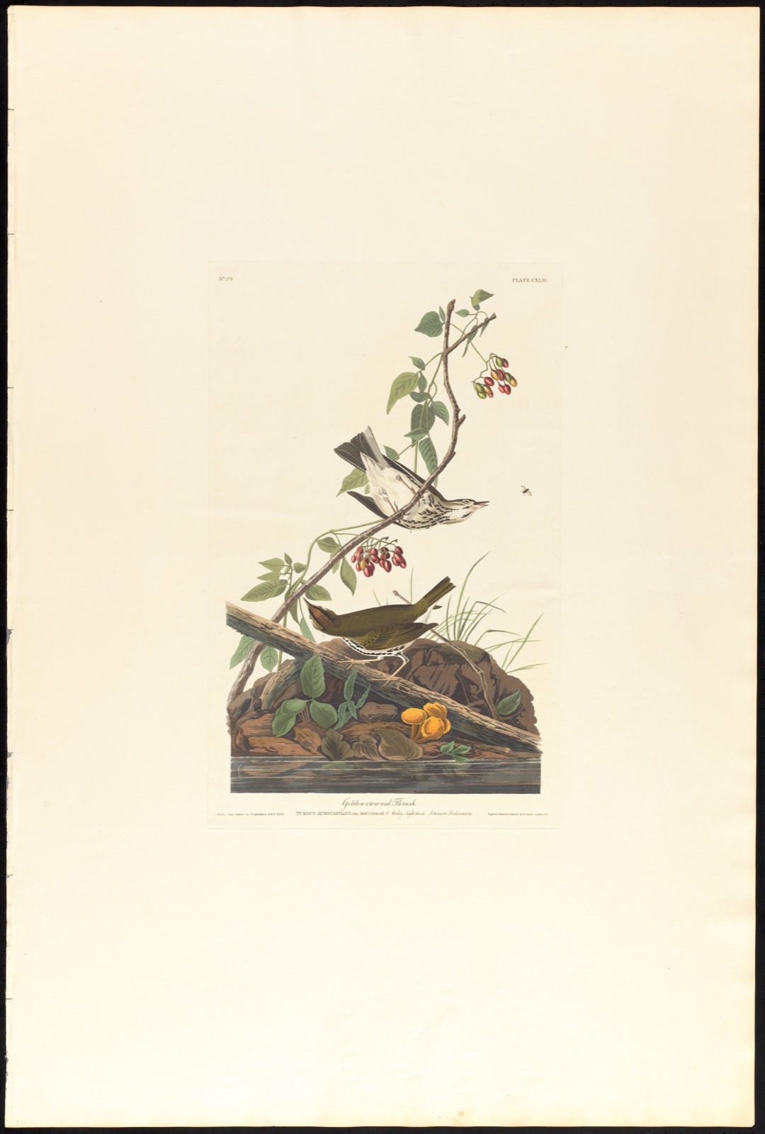 Golden-crowned thrush — Audubon, John James, 1785-1851 (Artist); Havell, Robert, 1793-1878 (Engraver)