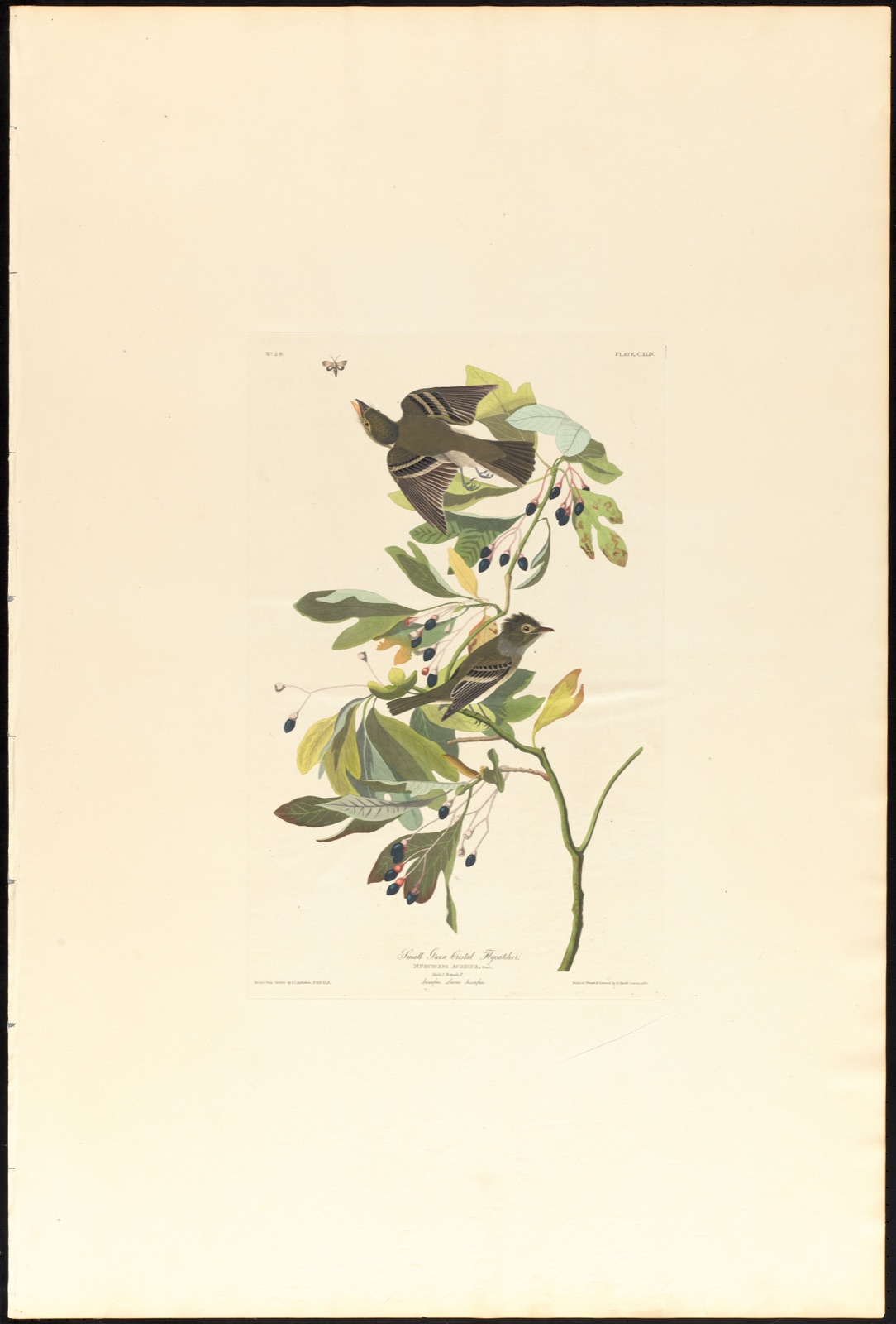 Small green crested flycatcher — Audubon, John James, 1785-1851 (Artist); Havell, Robert, 1793-1878 (Engraver)