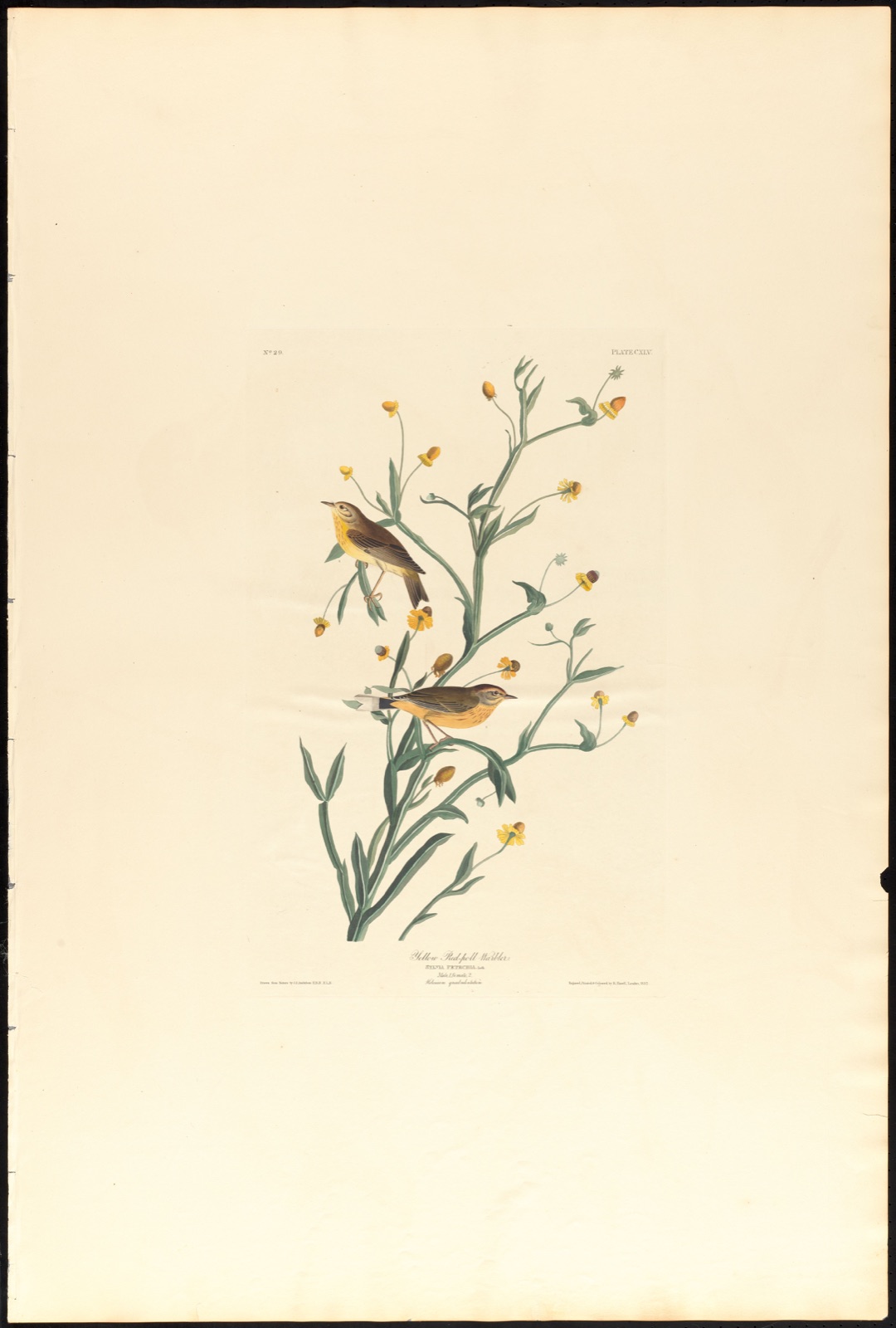 Yellow red-poll warbler — Audubon, John James, 1785-1851 (Artist); Havell, Robert, 1793-1878 (Engraver)