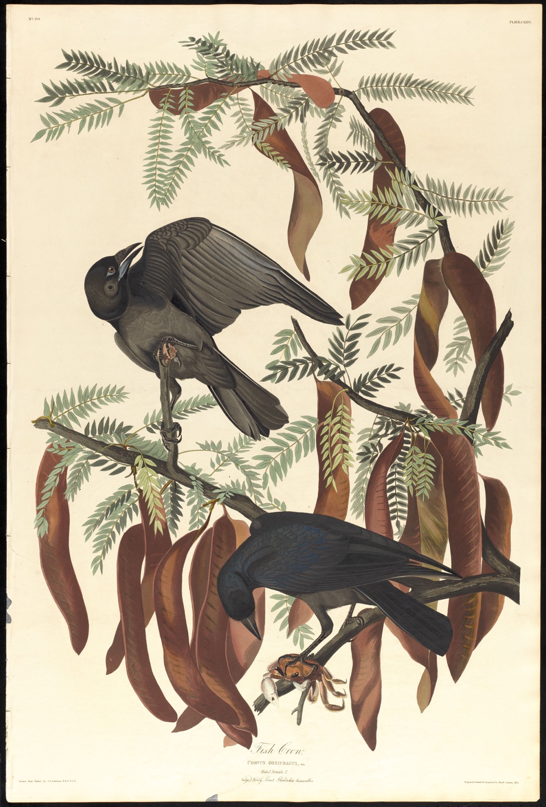 Fish crow — Audubon, John James, 1785-1851 (Artist); Havell, Robert, 1793-1878 (Engraver)
