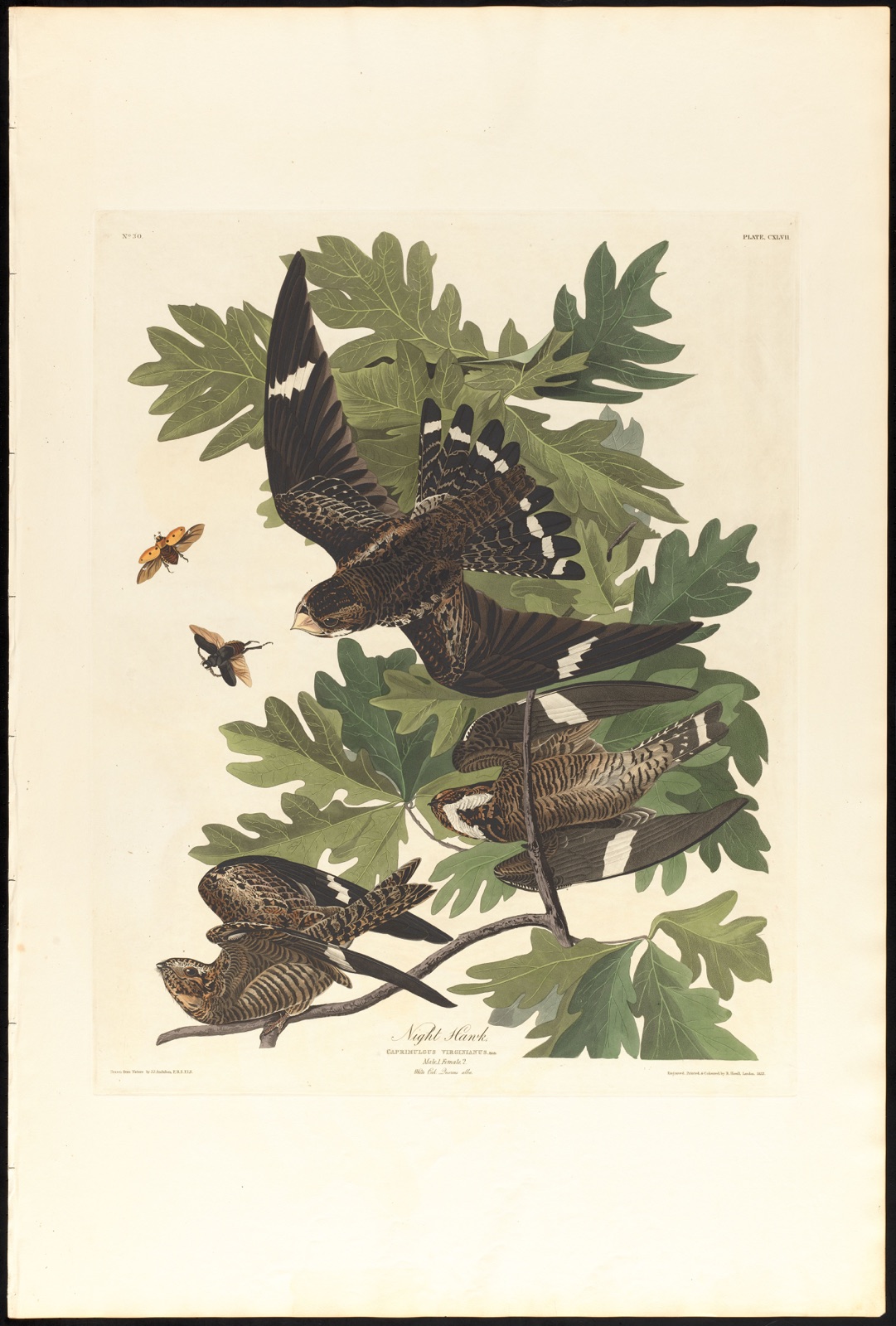Night hawk — Audubon, John James, 1785-1851 (Artist); Havell, Robert, 1793-1878 (Engraver)