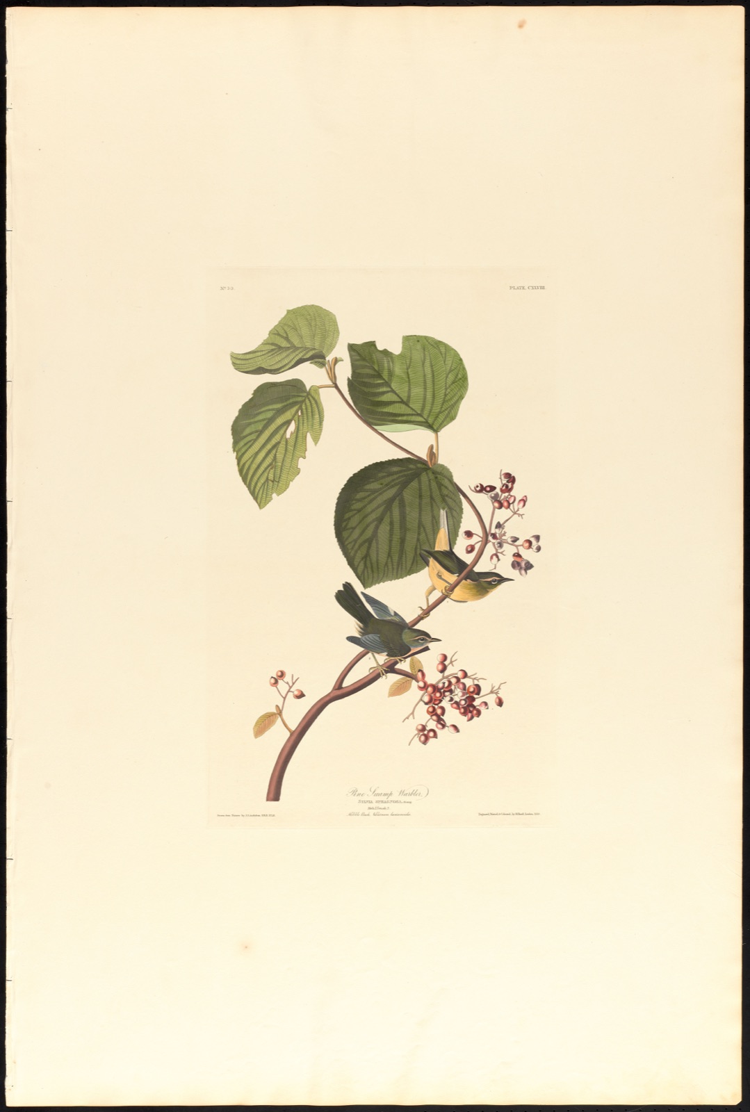 Pine swamp warbler — Audubon, John James, 1785-1851 (Artist); Havell, Robert, 1793-1878 (Engraver)