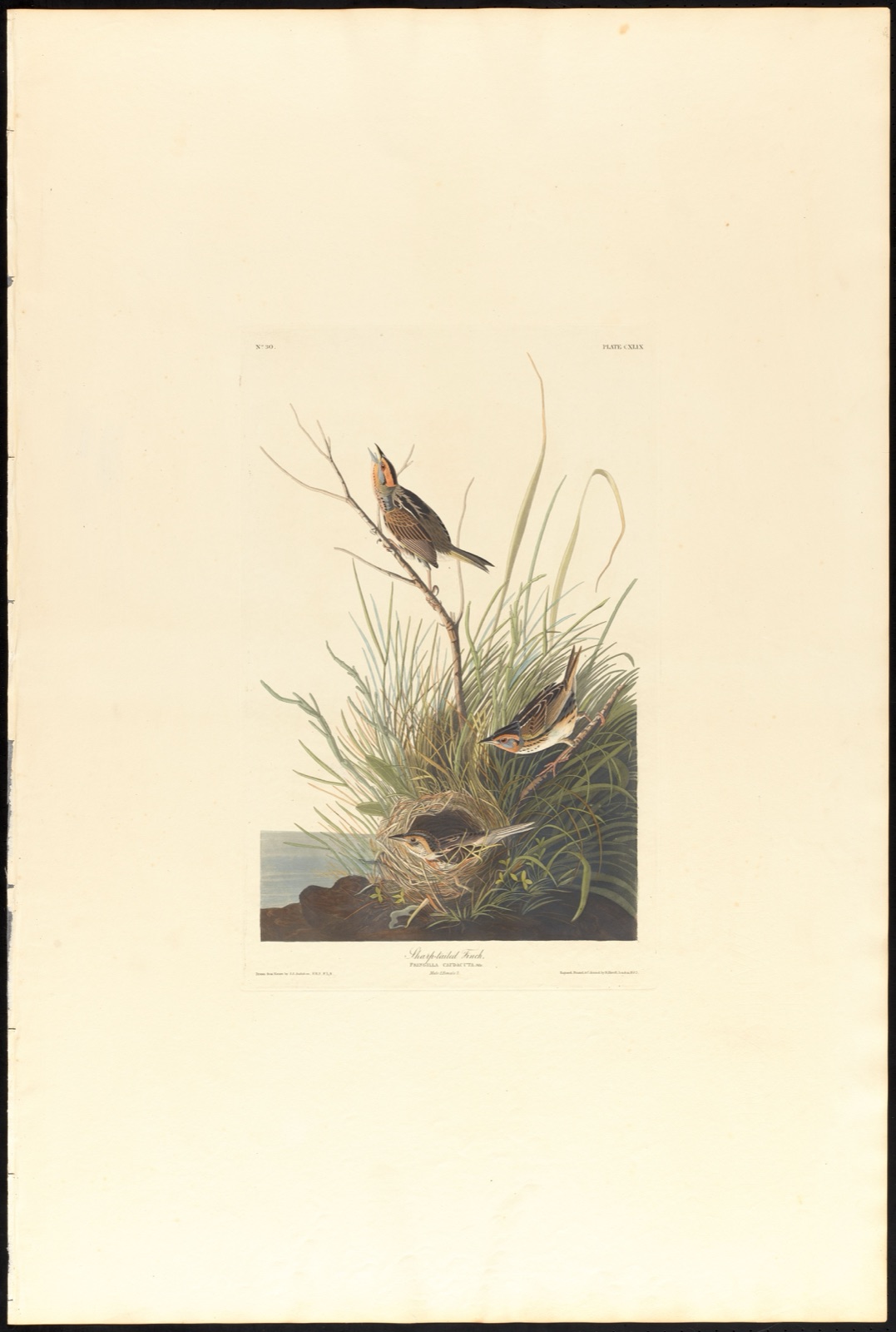 Sharp-tailed finch — Audubon, John James, 1785-1851 (Artist); Havell, Robert, 1793-1878 (Engraver)