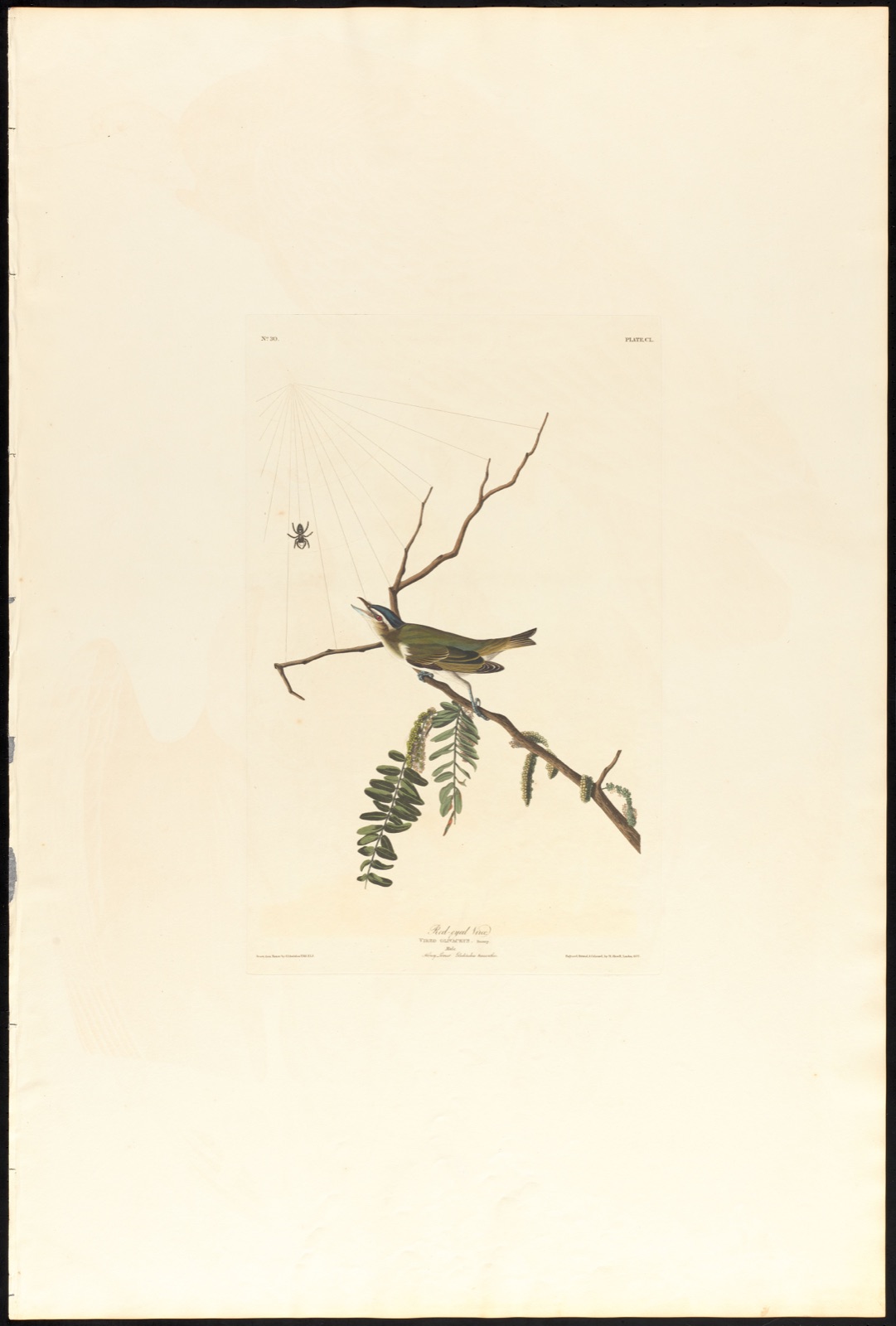 Red-eyed vireo — Audubon, John James, 1785-1851 (Artist); Havell, Robert, 1793-1878 (Engraver)