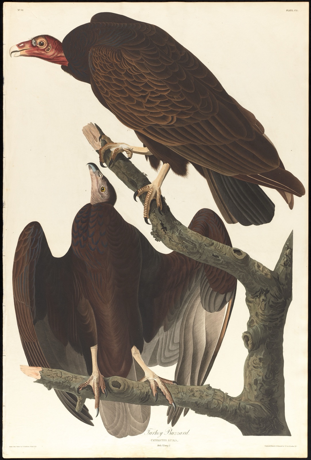 Turkey buzzard — Audubon, John James, 1785-1851 (Artist); Havell, Robert, 1793-1878 (Engraver)