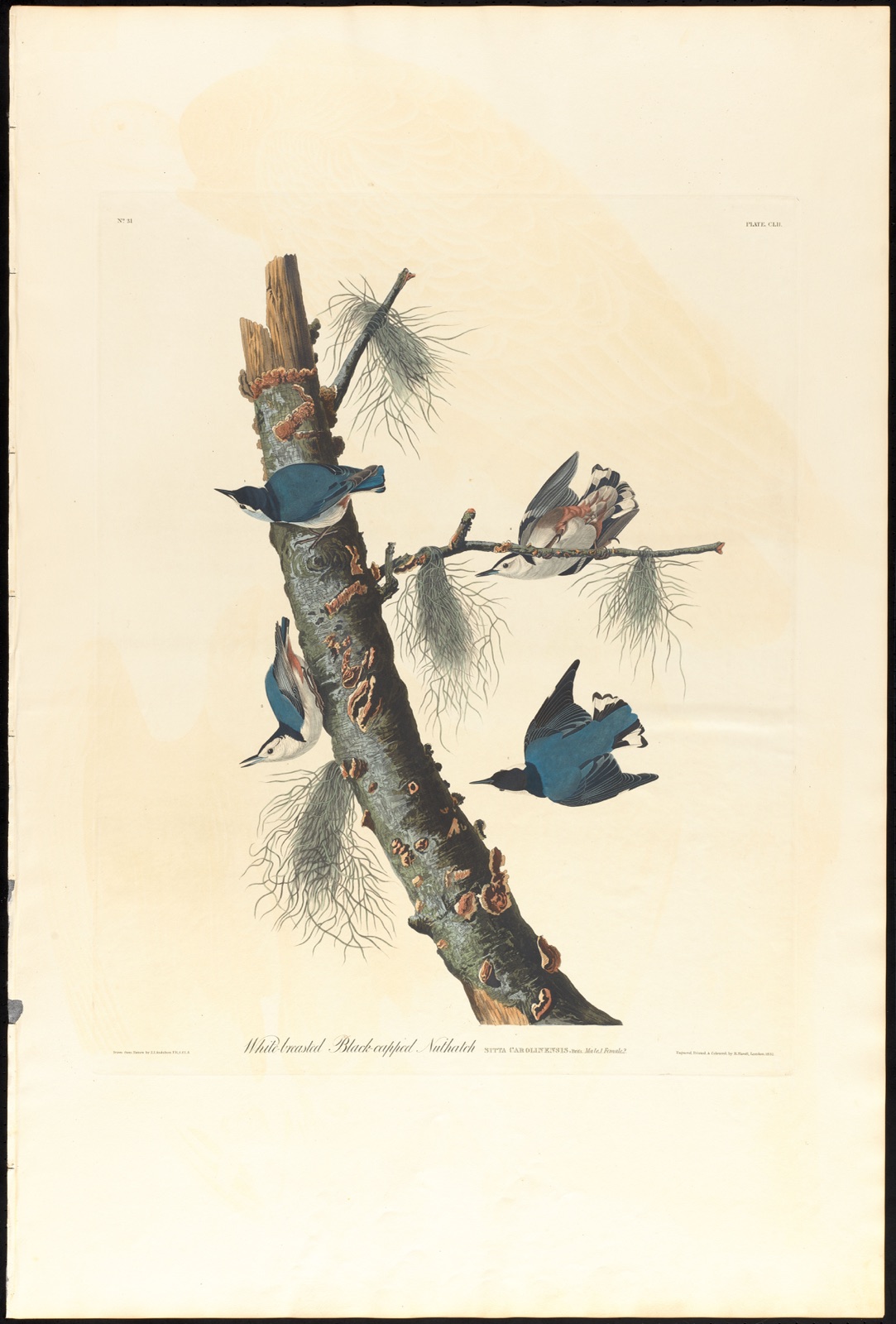 White-breasted black-capped nuthatch — Audubon, John James, 1785-1851 (Artist); Havell, Robert, 1793-1878 (Engraver)