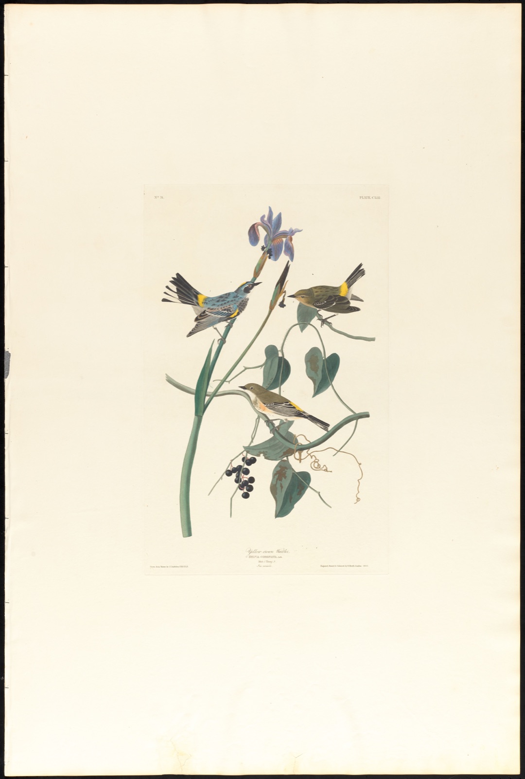 Yellow-crown warbler — Audubon, John James, 1785-1851 (Artist); Havell, Robert, 1793-1878 (Engraver)