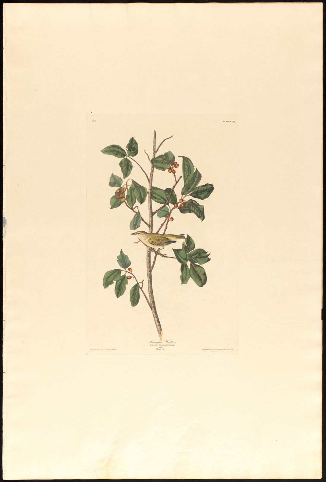 Tennessee warbler — Audubon, John James, 1785-1851 (Artist); Havell, Robert, 1793-1878 (Engraver)