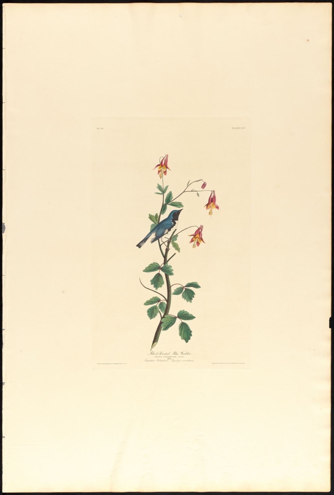 Black-throated blue warbler — Audubon, John James, 1785-1851 (Artist); Havell, Robert, 1793-1878 (Engraver)