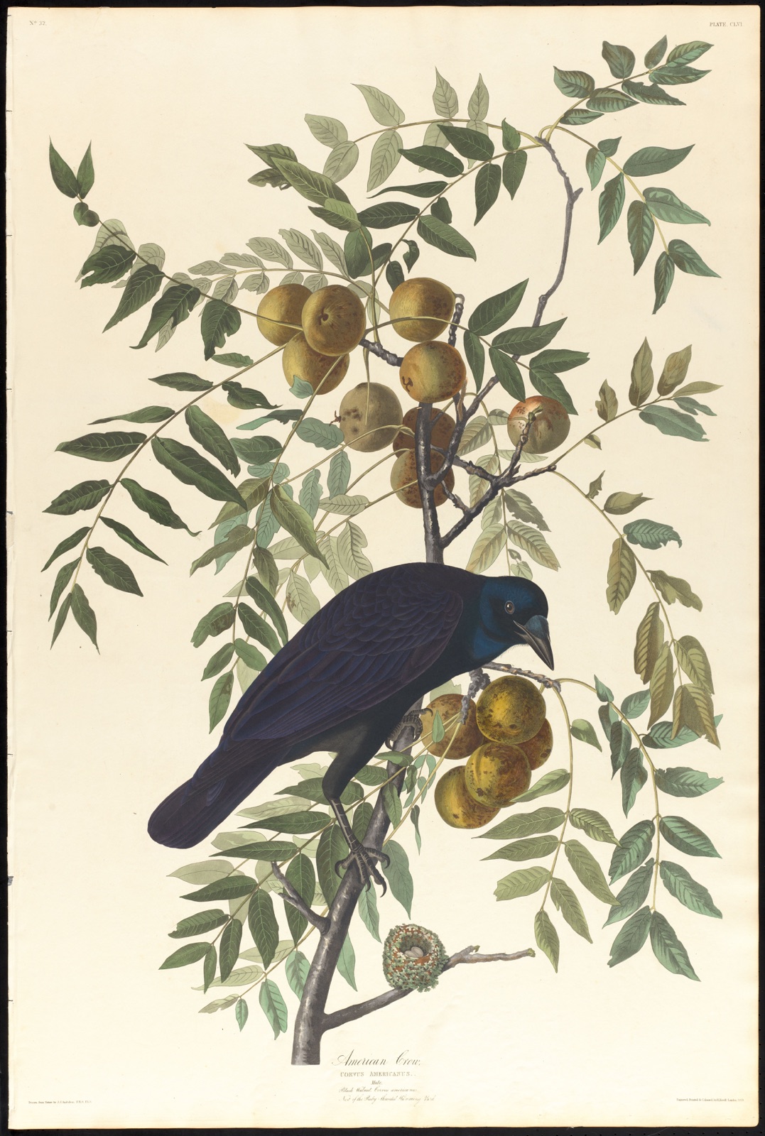 American crow — Audubon, John James, 1785-1851 (Artist); Havell, Robert, 1793-1878 (Engraver)