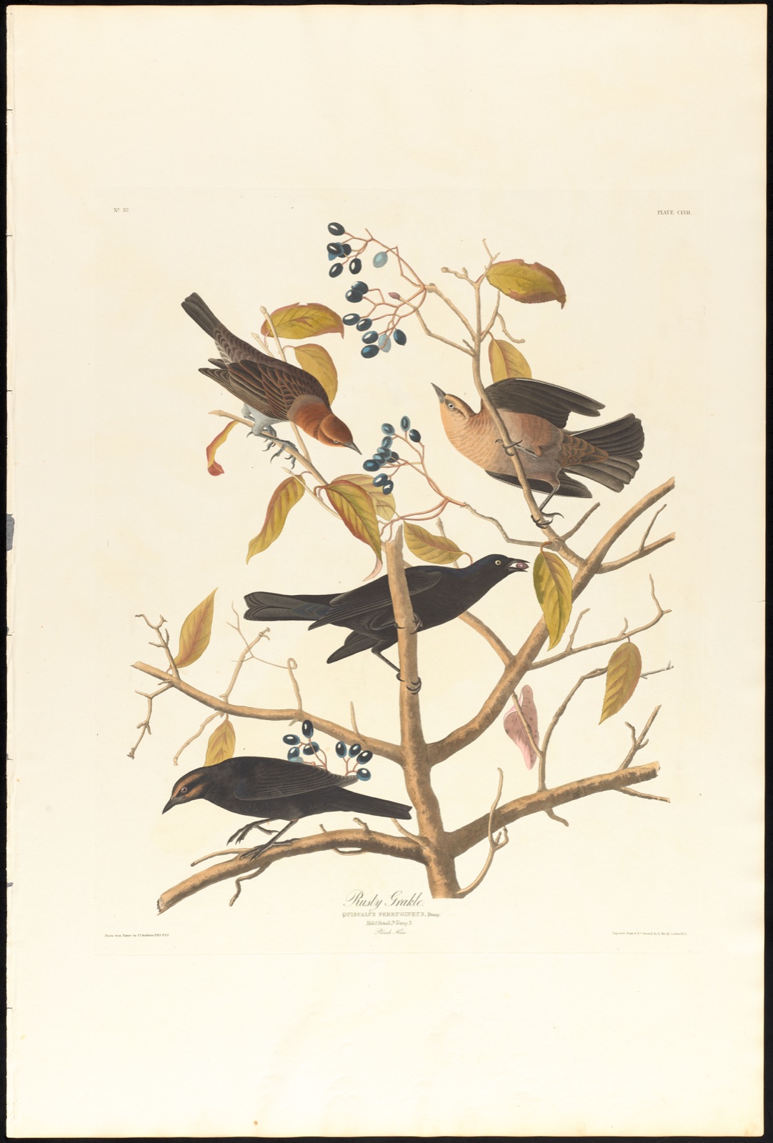 Rusty grakle — Audubon, John James, 1785-1851 (Artist); Havell, Robert, 1793-1878 (Engraver)