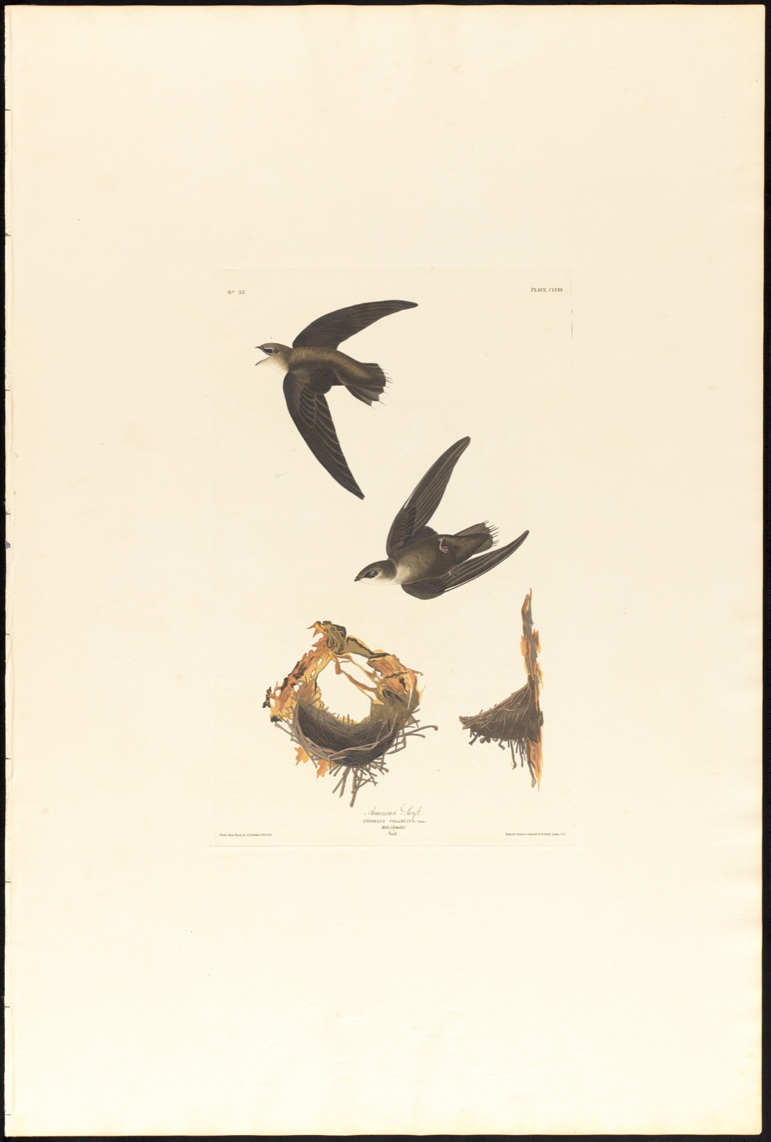American swift — Audubon, John James, 1785-1851 (Artist); Havell, Robert, 1793-1878 (Engraver)