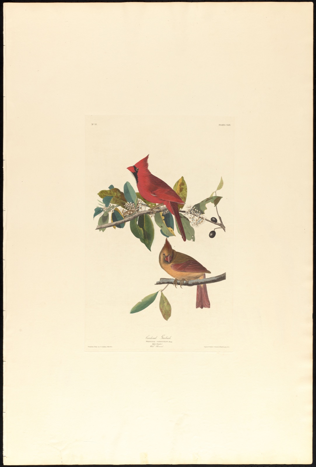Cardinal grosbeak — Audubon, John James, 1785-1851 (Artist); Havell, Robert, 1793-1878 (Engraver)