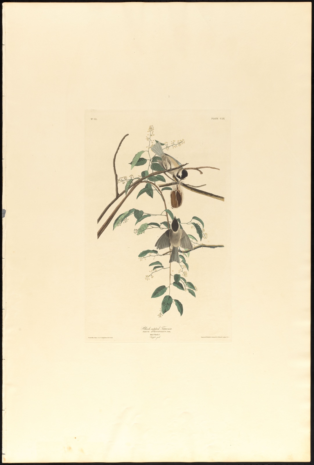 Black-capped titmouse — Audubon, John James, 1785-1851 (Artist); Havell, Robert, 1793-1878 (Engraver)