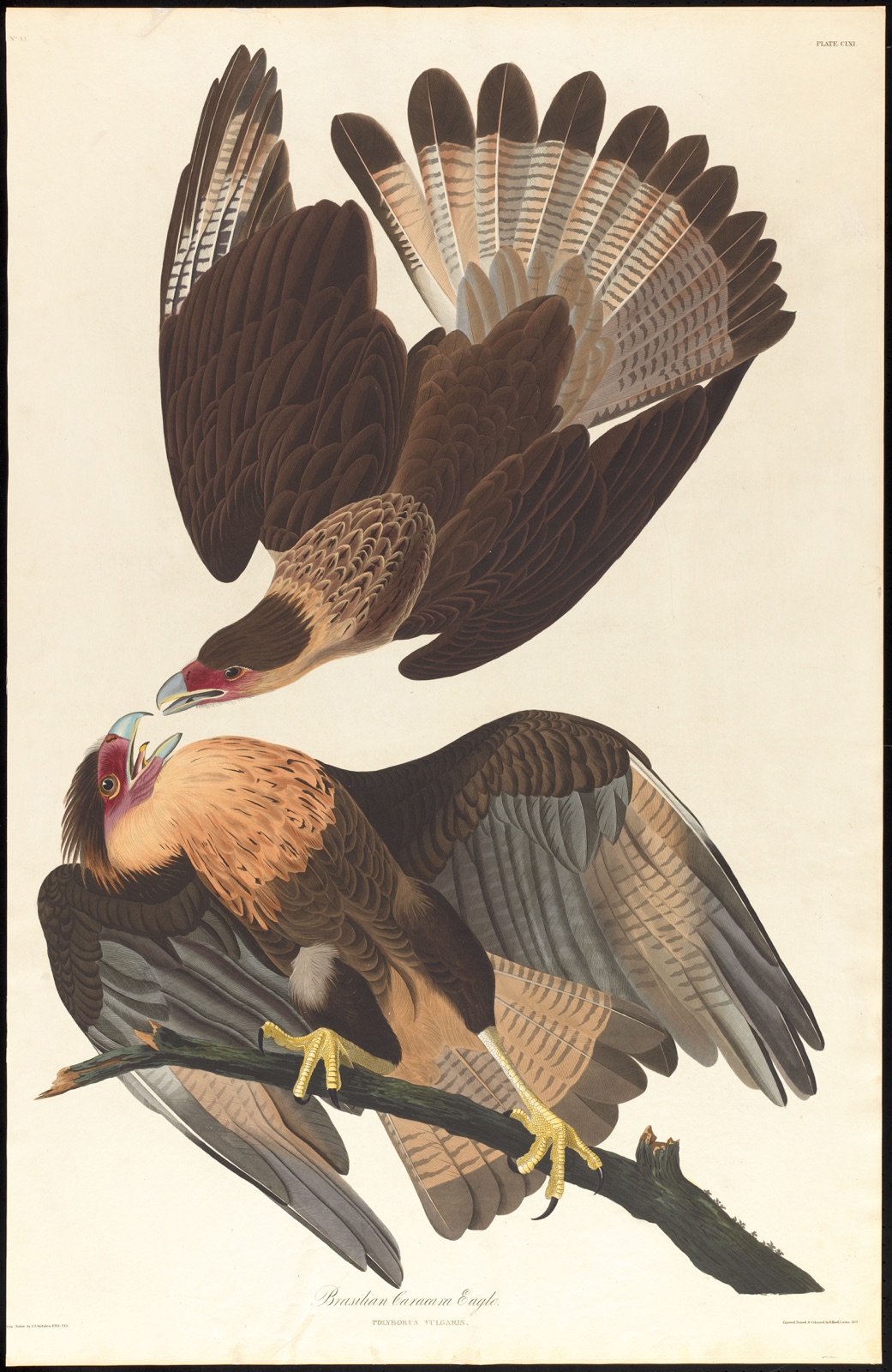 Brasilian caracara eagle — Audubon, John James, 1785-1851 (Artist); Havell, Robert, 1793-1878 (Engraver)