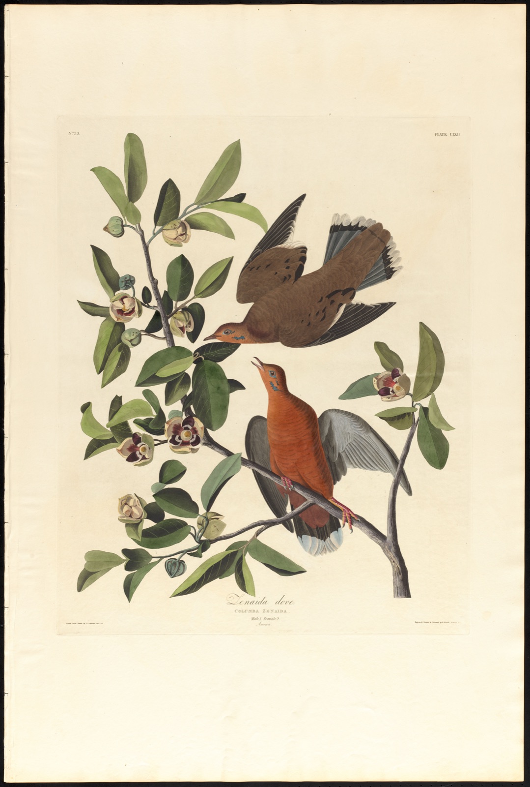 Columba zenaida — Audubon, John James, 1785-1851 (Artist); Havell, Robert, 1793-1878 (Engraver)