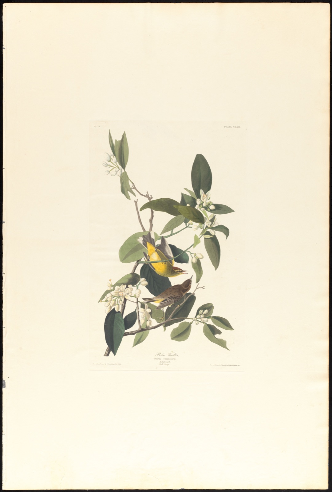 Palm warbler — Audubon, John James, 1785-1851 (Artist); Havell, Robert, 1793-1878 (Engraver)