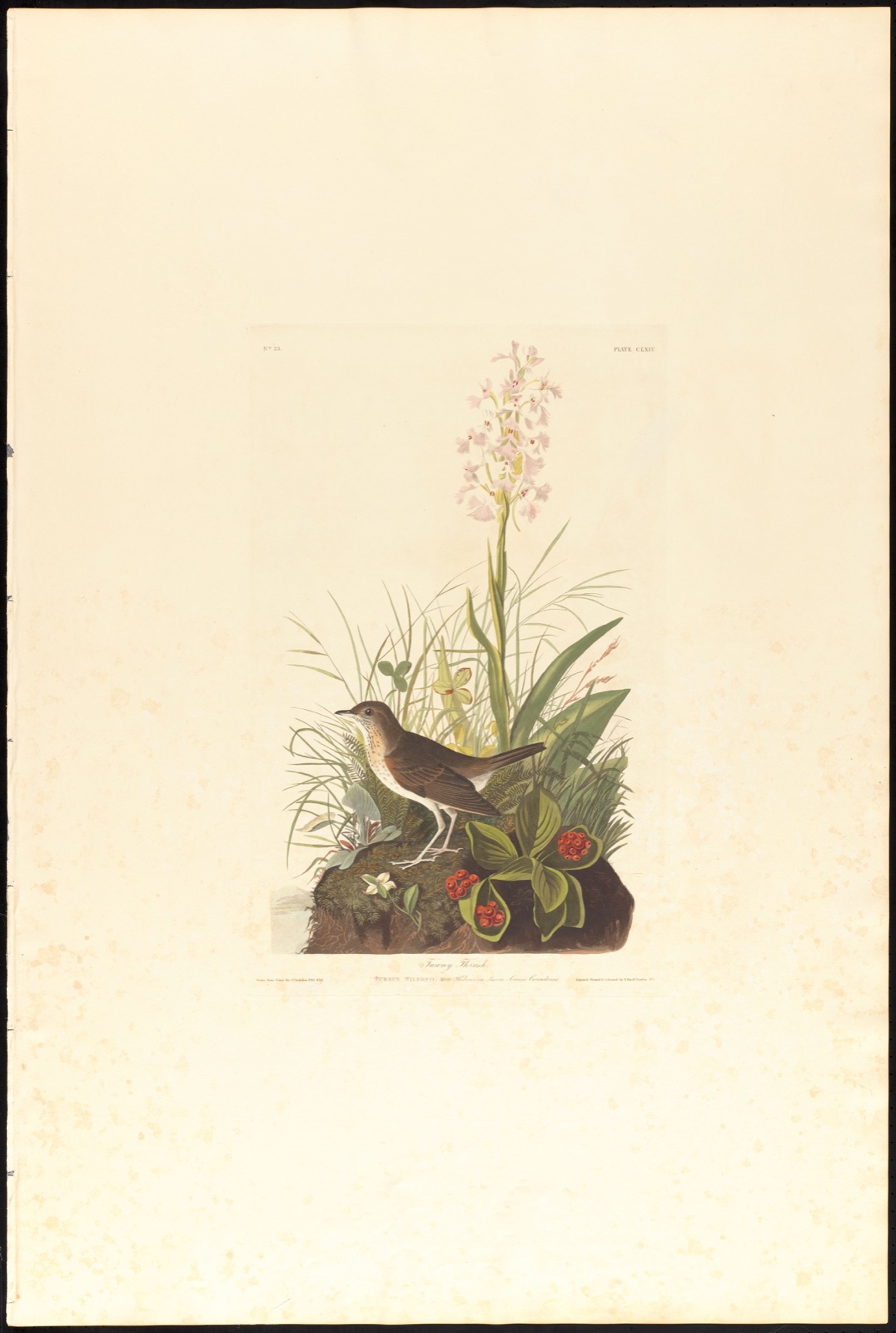 Tawny thrush — Audubon, John James, 1785-1851 (Artist); Havell, Robert, 1793-1878 (Engraver)