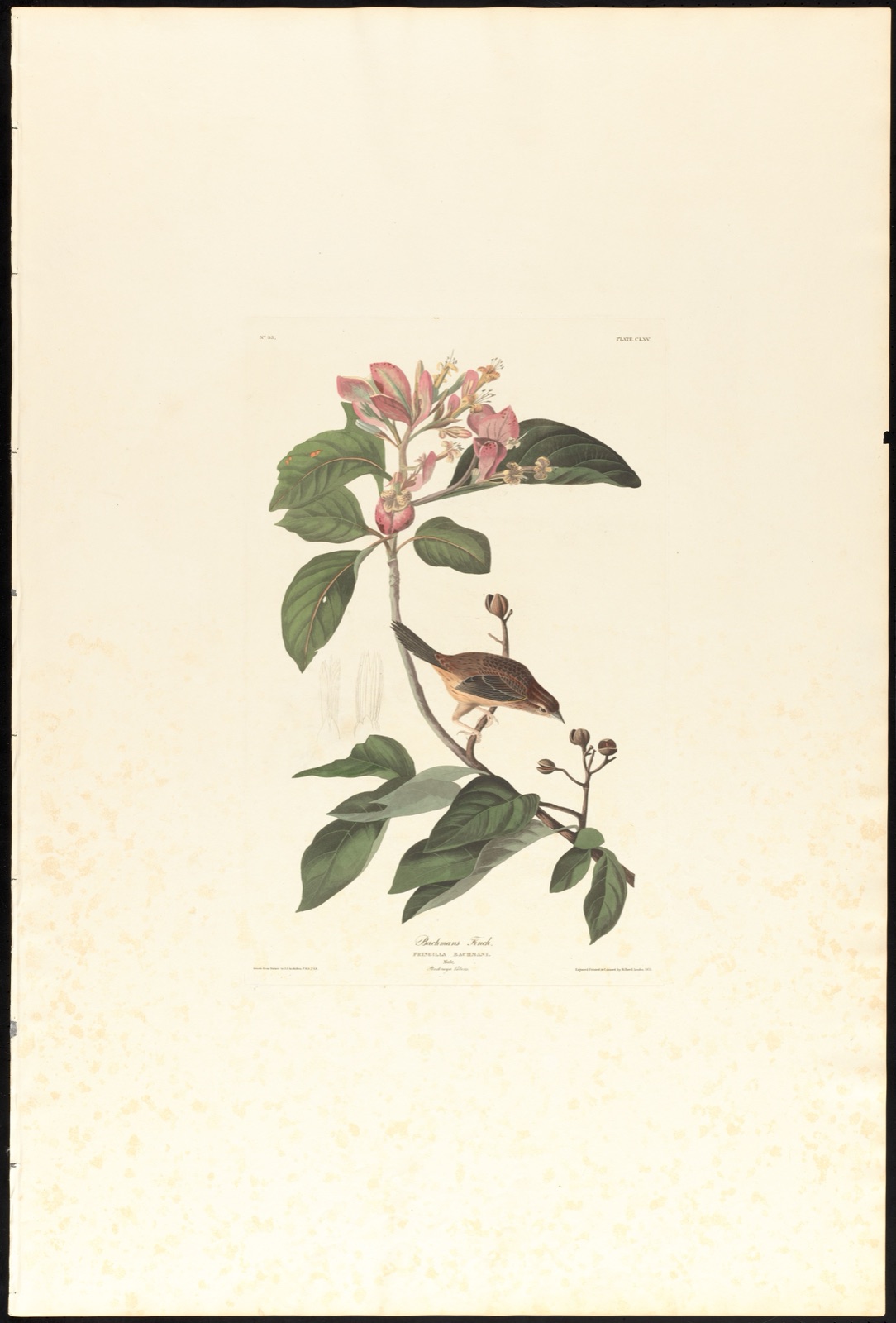 Bachmans finch — Audubon, John James, 1785-1851 (Artist); Havell, Robert, 1793-1878 (Engraver)