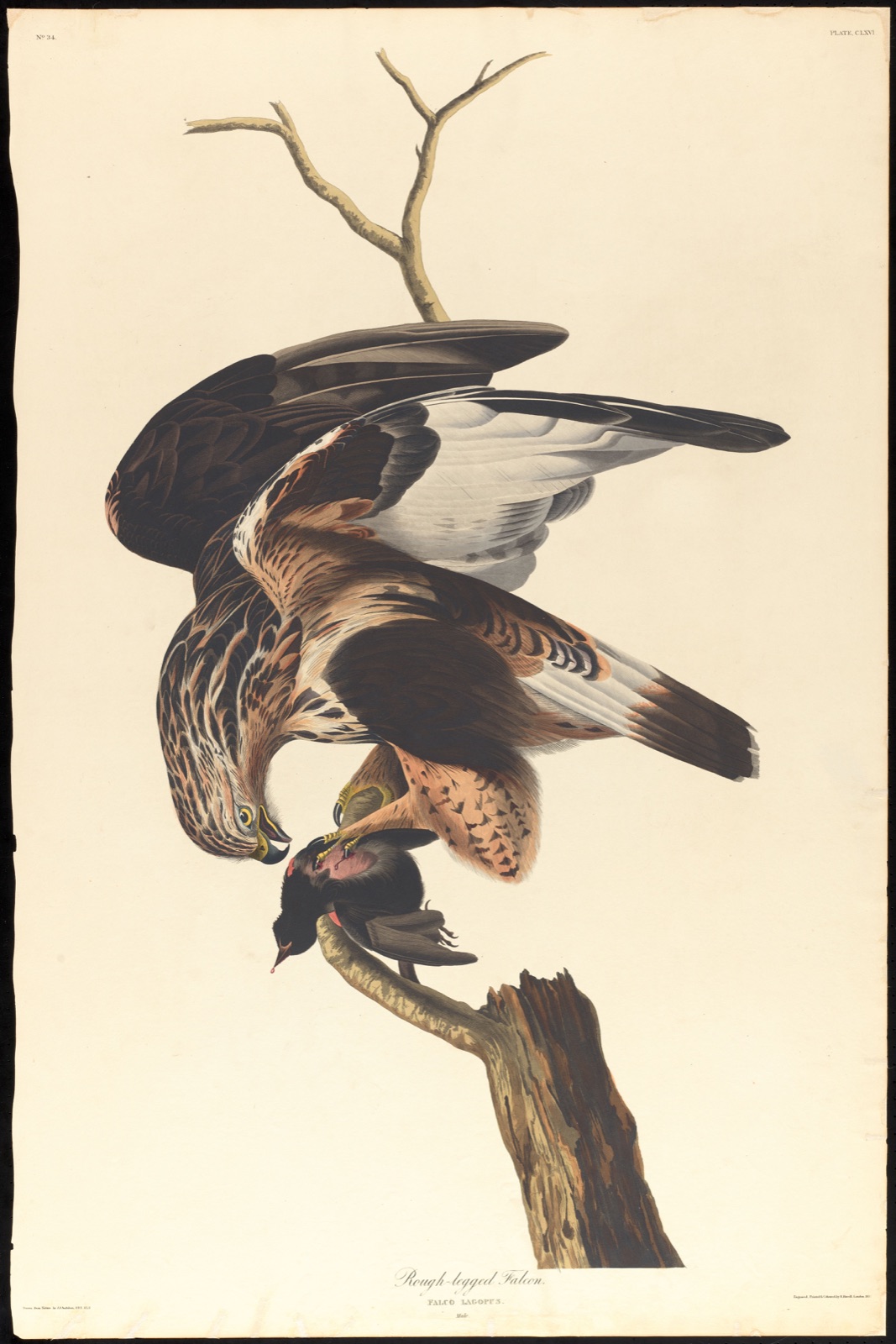 Rough-legged falcon — Audubon, John James, 1785-1851 (Artist); Havell, Robert, 1793-1878 (Engraver)