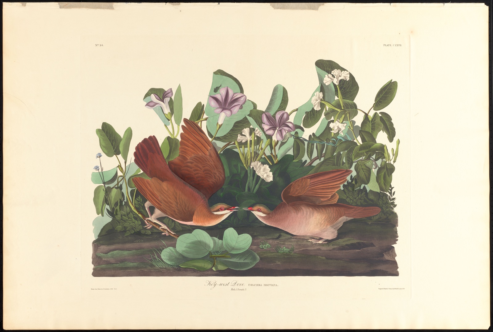 Key-west dove — Audubon, John James, 1785-1851 (Artist); Havell, Robert, 1793-1878 (Engraver)