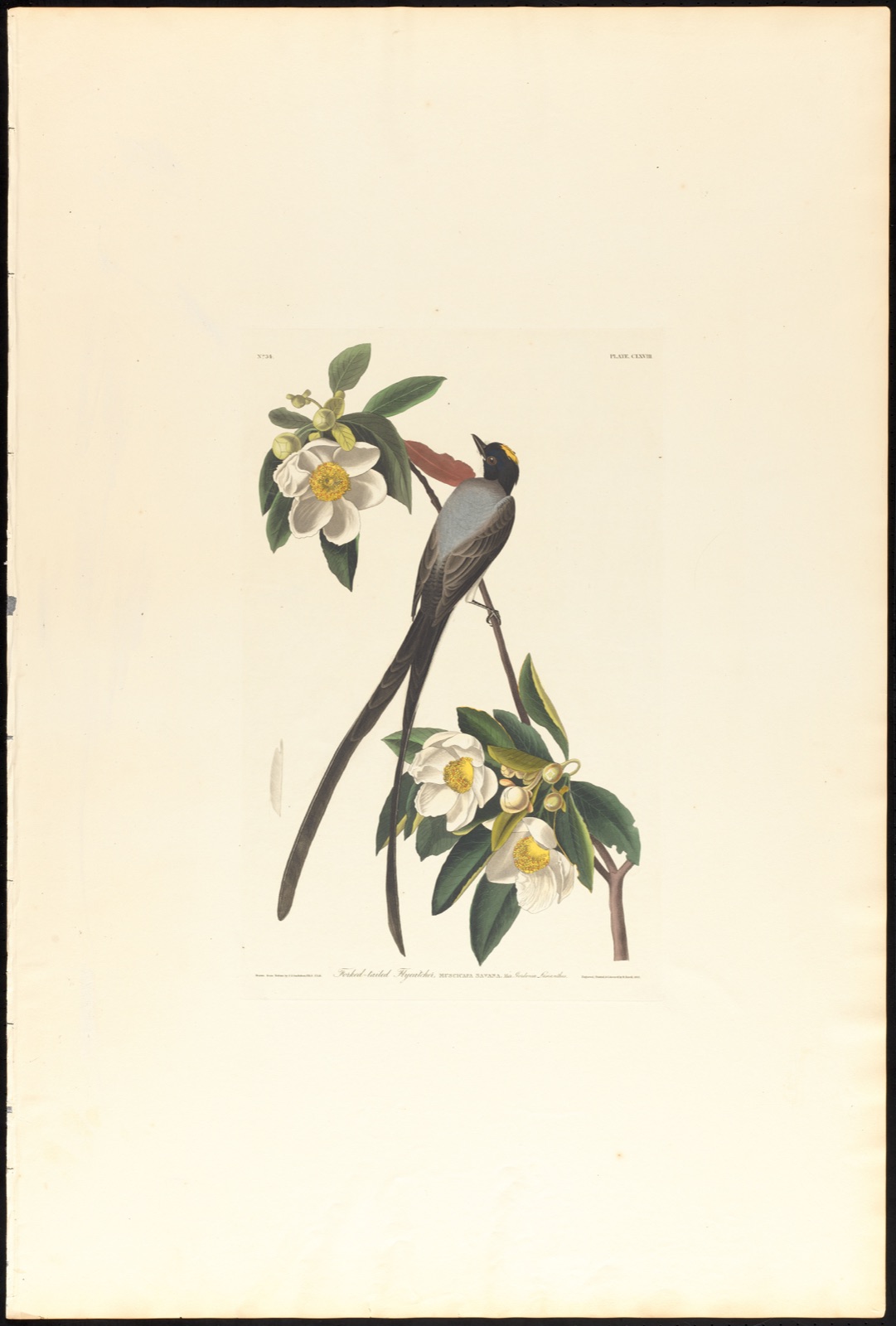 Fork-tailed flycatcher — Audubon, John James, 1785-1851 (Artist); Havell, Robert, 1793-1878 (Engraver)