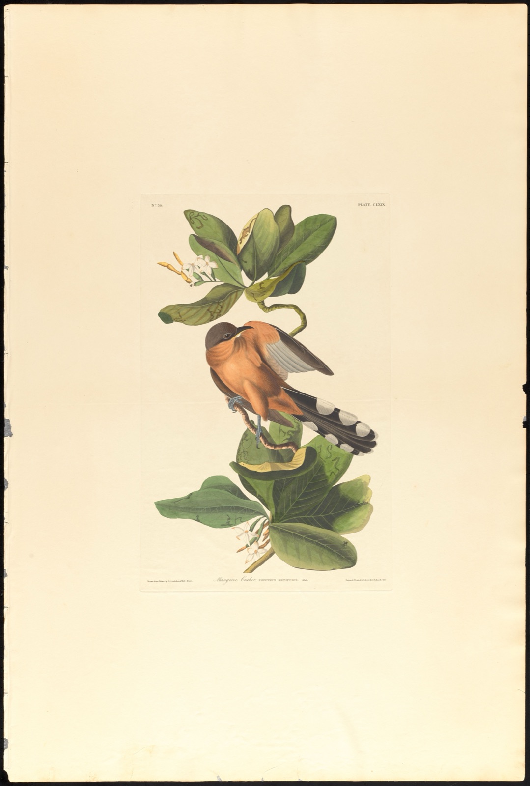 Mangrove cuckoo — Audubon, John James, 1785-1851 (Artist); Havell, Robert, 1793-1878 (Engraver)