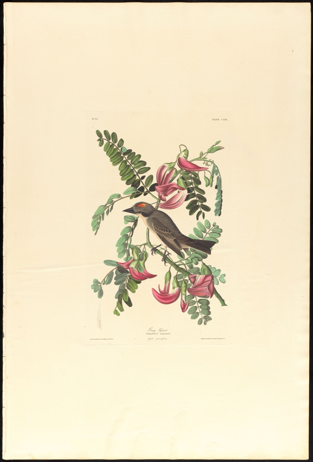 Gray tyrant — Audubon, John James, 1785-1851 (Artist); Havell, Robert, 1793-1878 (Engraver)
