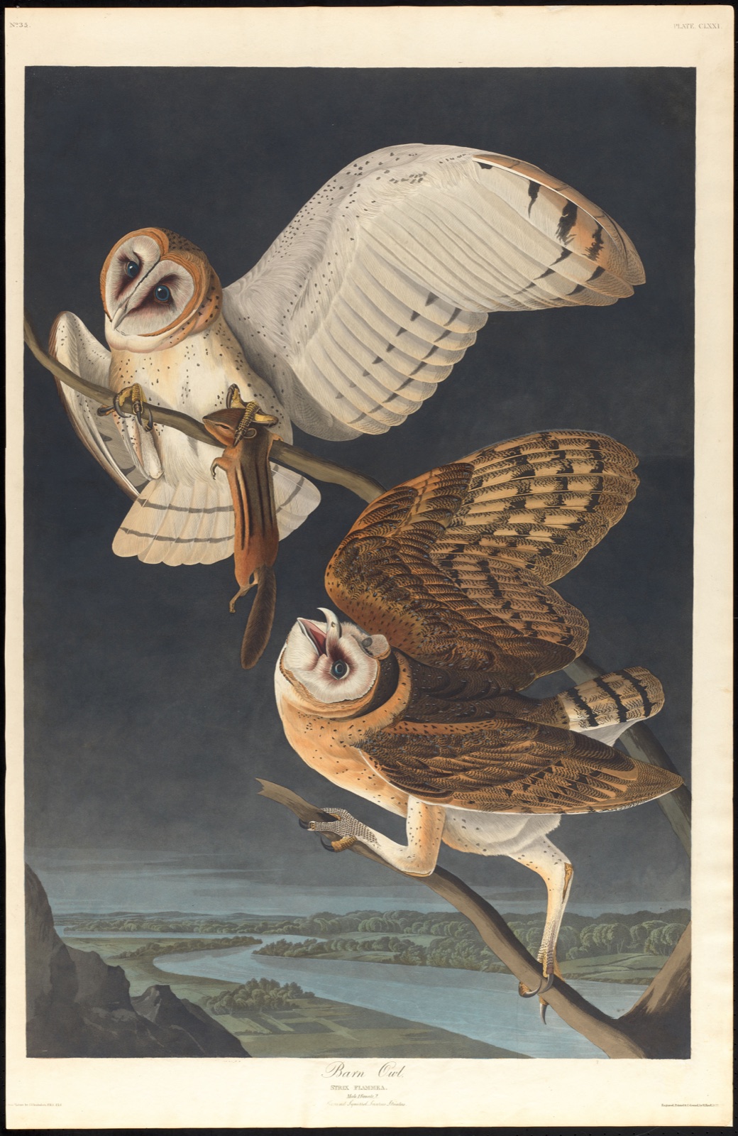 Barn owl — Audubon, John James, 1785-1851 (Artist); Havell, Robert, 1793-1878 (Engraver)