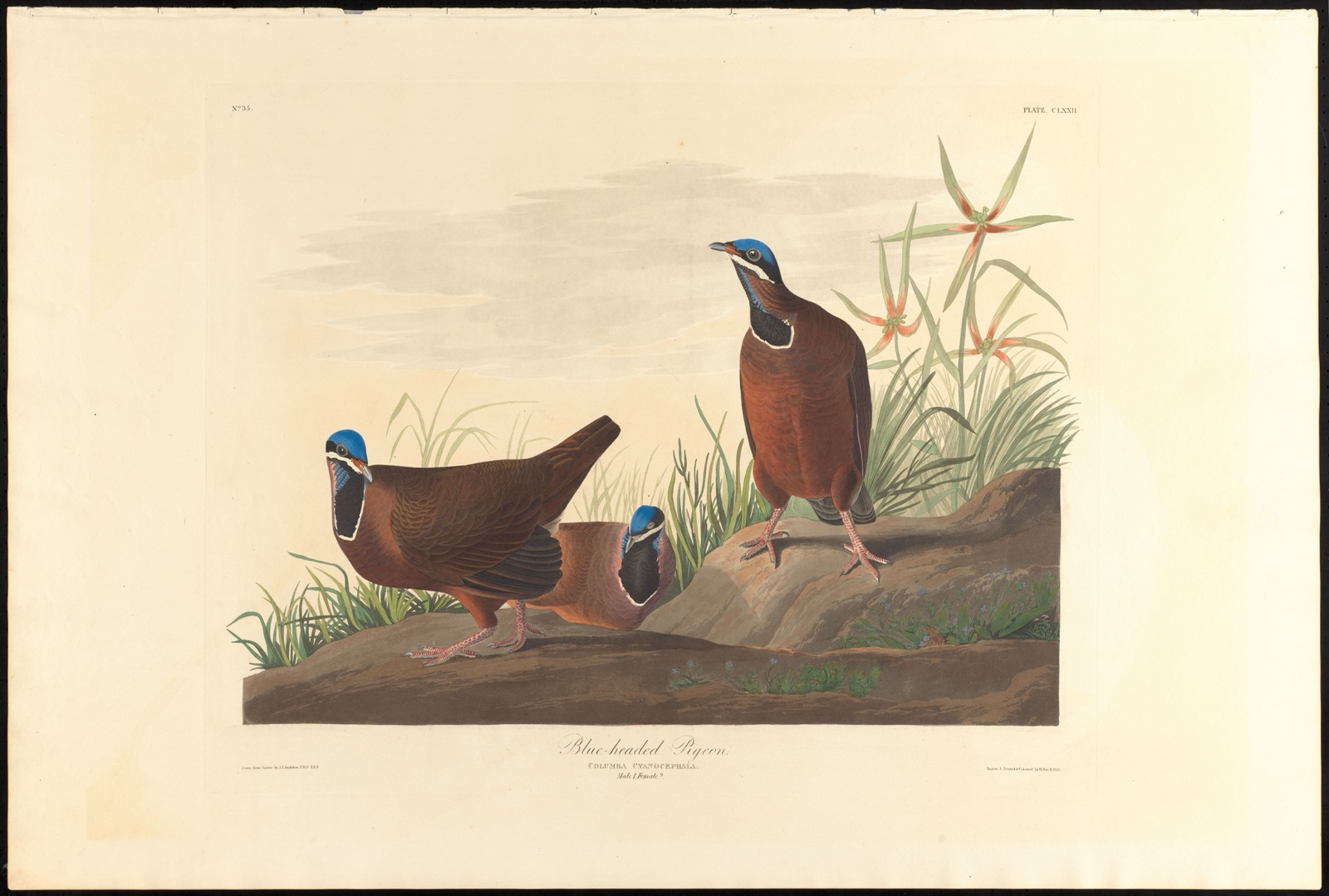 Blue-headed pigeon — Audubon, John James, 1785-1851 (Artist); Havell, Robert, 1793-1878 (Engraver)