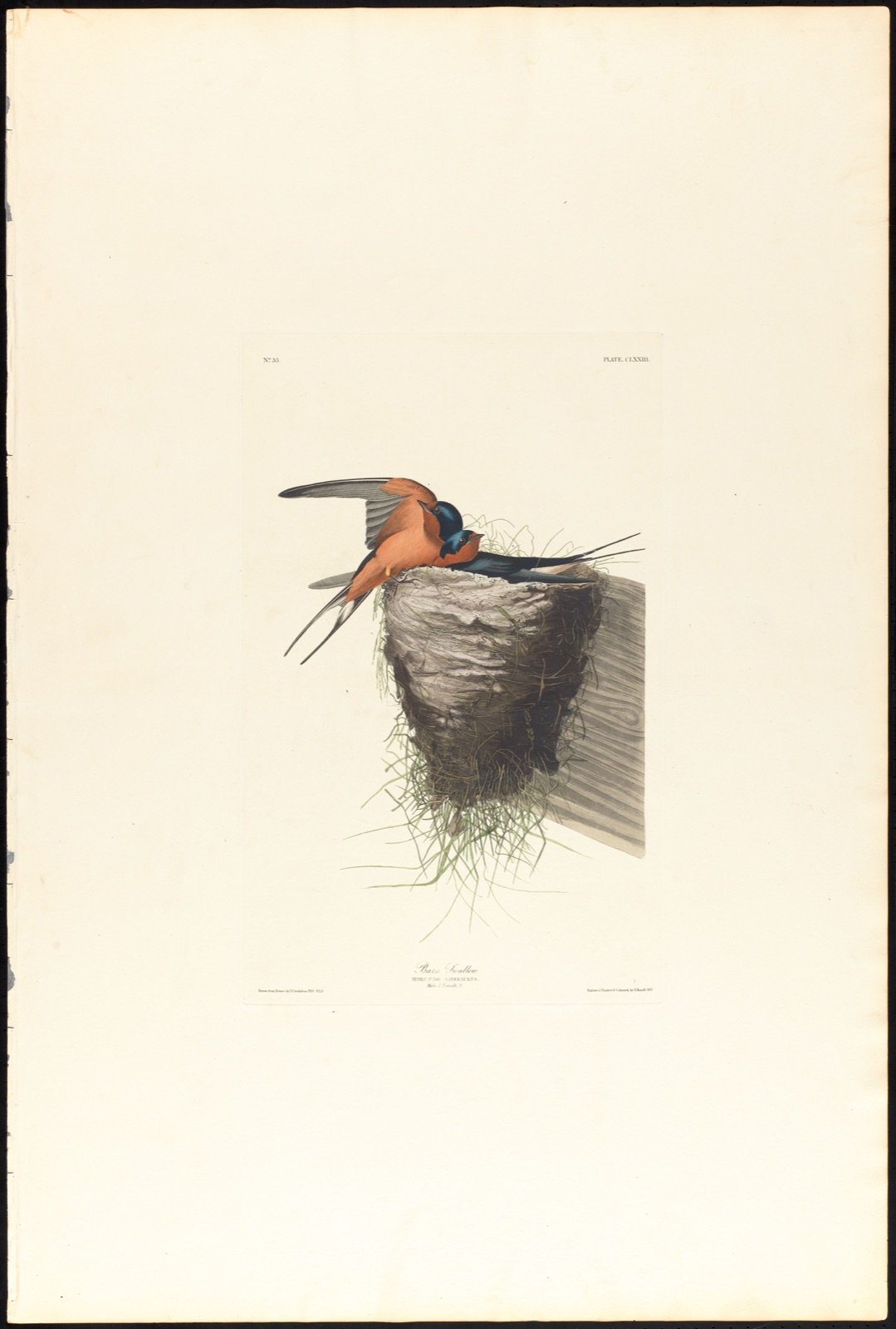 Barn swallow — Audubon, John James, 1785-1851 (Artist); Havell, Robert, 1793-1878 (Engraver)