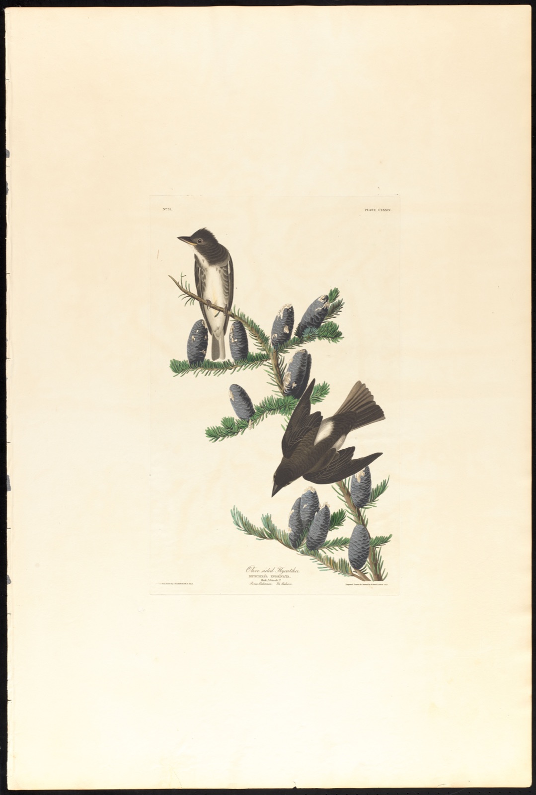 Olive sided flycatcher — Audubon, John James, 1785-1851 (Artist); Havell, Robert, 1793-1878 (Engraver)