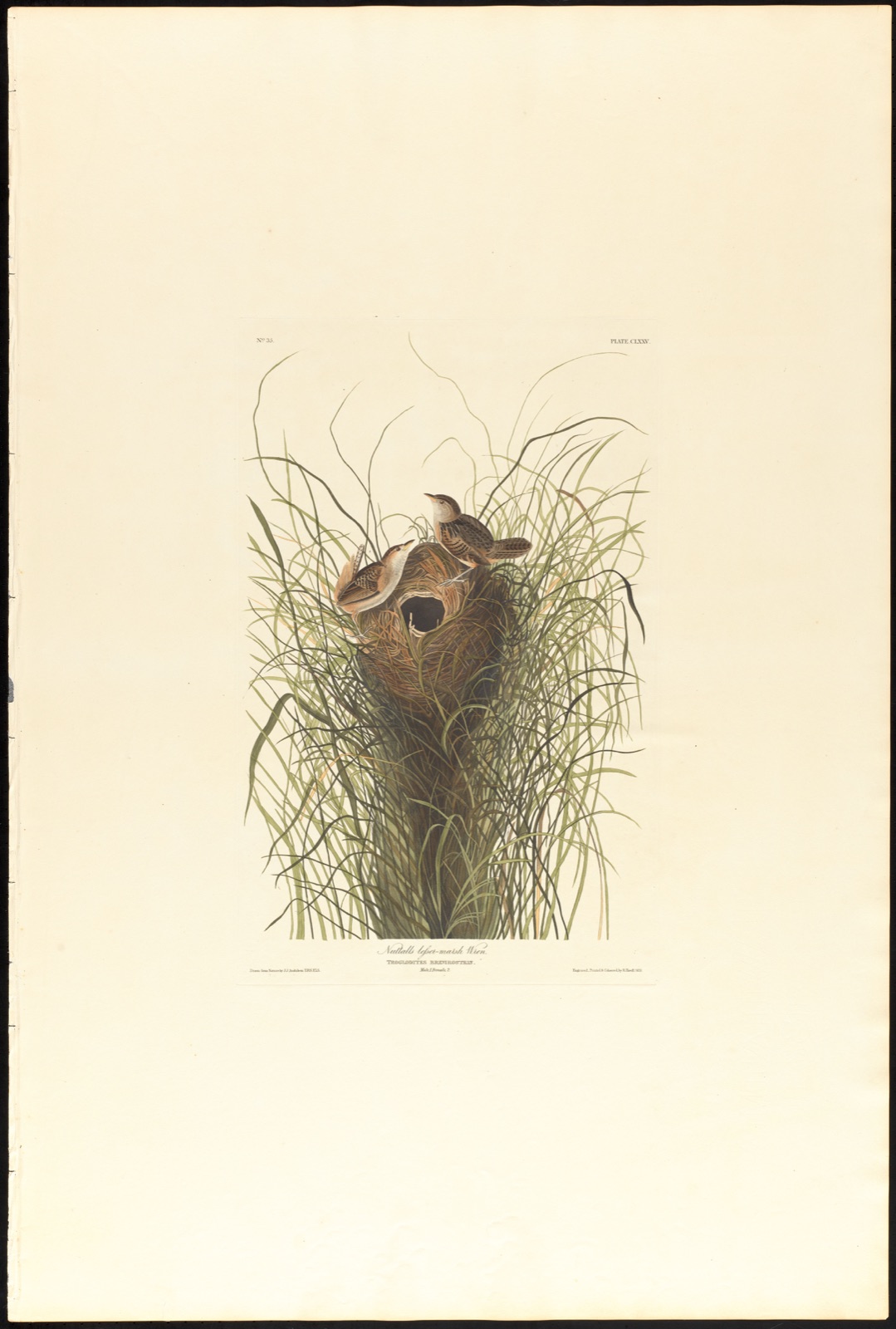 Nutalls lesser-marsh wren — Audubon, John James, 1785-1851 (Artist); Havell, Robert, 1793-1878 (Engraver)