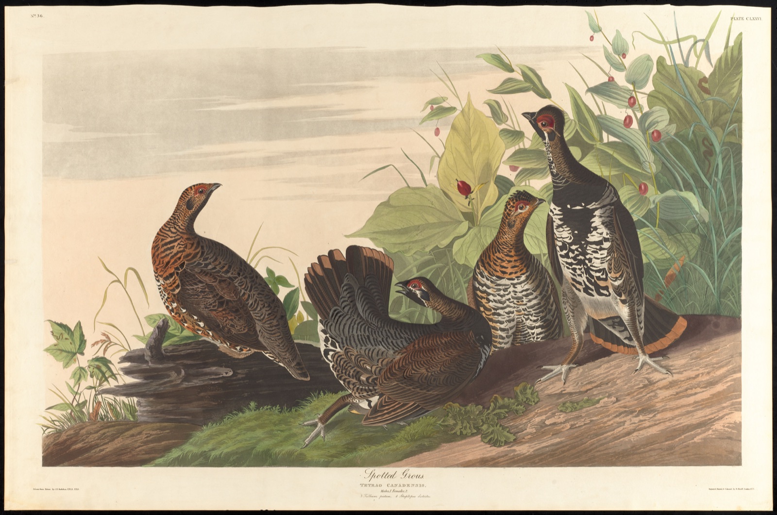 Spotted grous — Audubon, John James, 1785-1851 (Artist); Havell, Robert, 1793-1878 (Engraver)