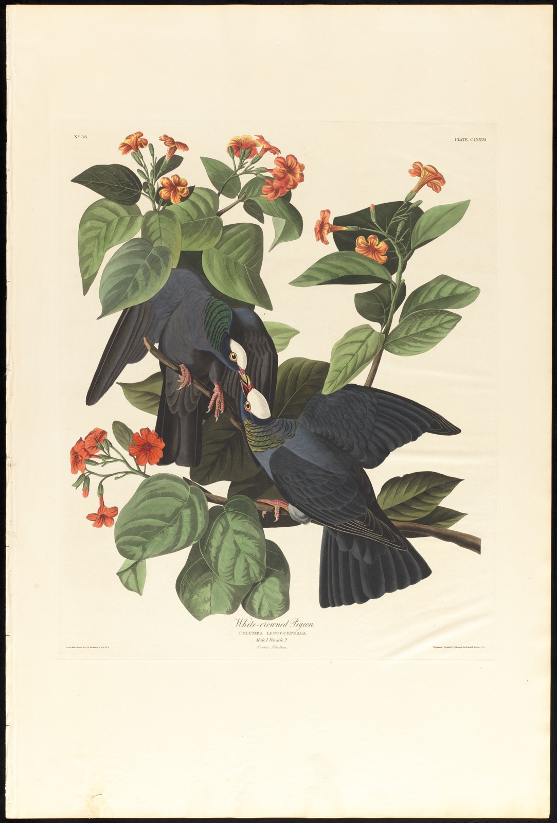White-crowned pigeon — Audubon, John James, 1785-1851 (Artist); Havell, Robert, 1793-1878 (Engraver)